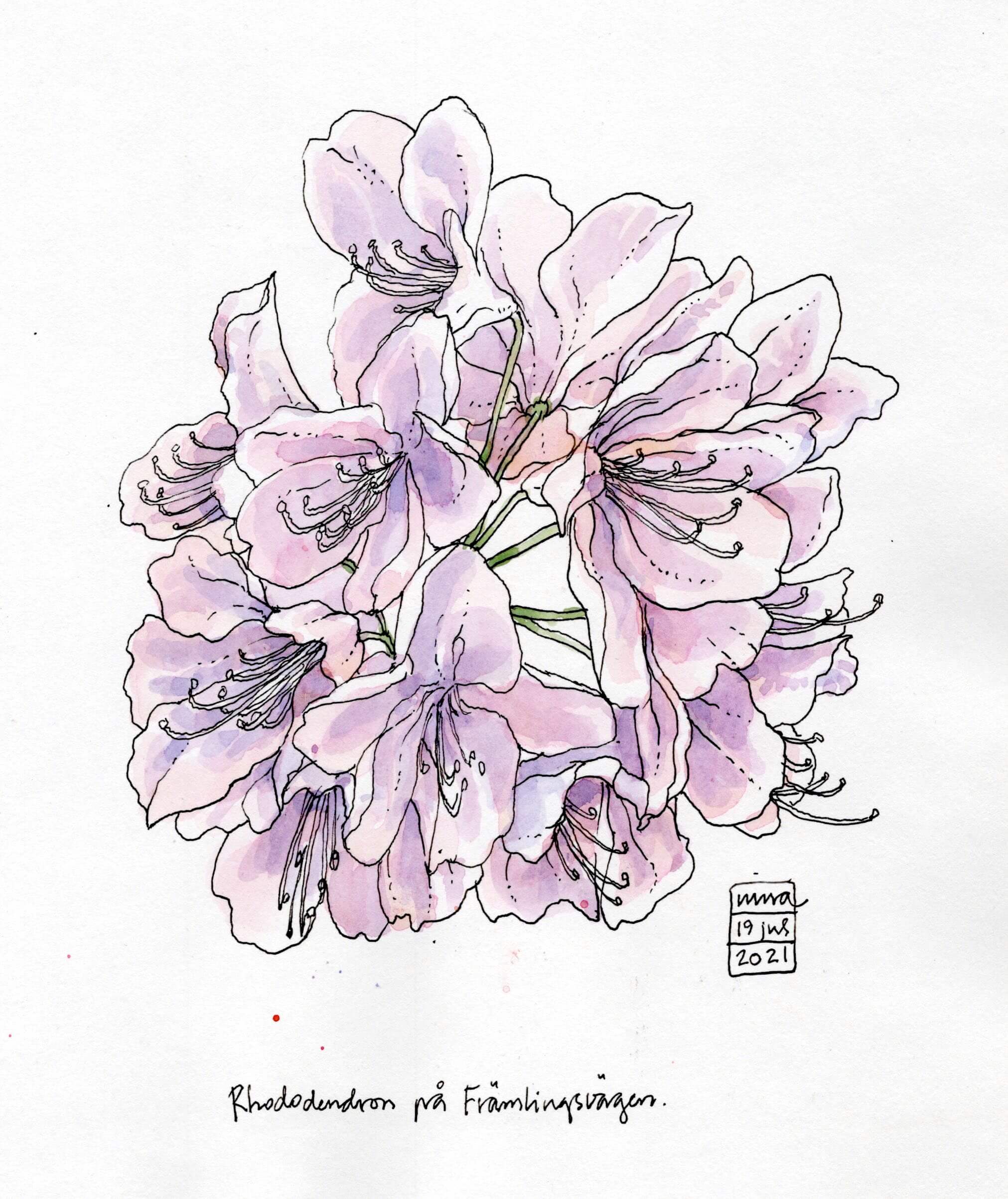 Rhododendron by Artist Nina Johansson, tutor at Atelier Clos Mirabel, France.