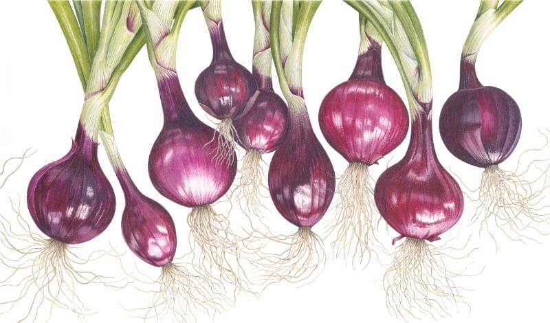 Dancing Onions by Artist Ann Swan, tutor at Atelier Clos Mirabel, France.