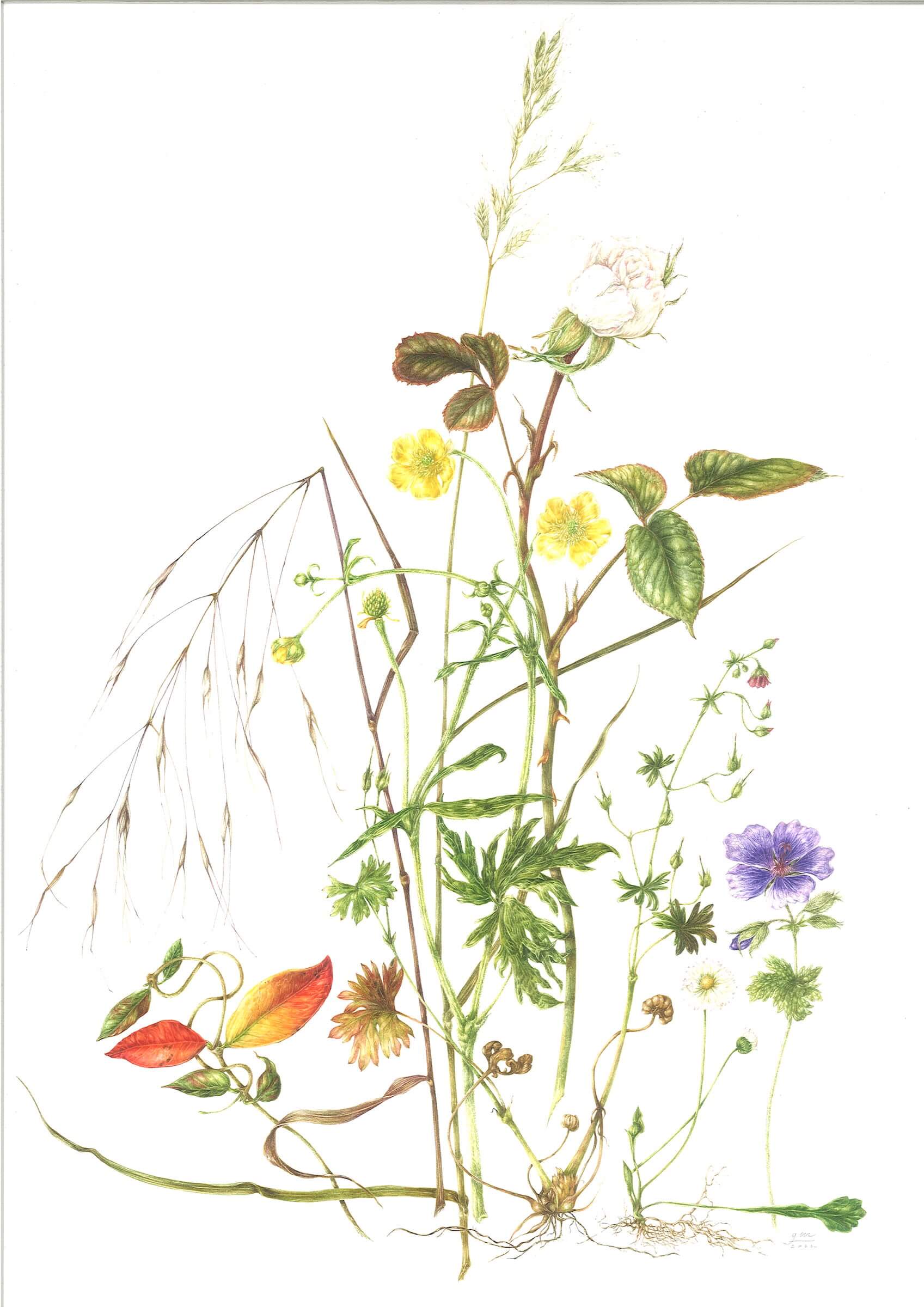 Botanical Illustration by Giacomina Ferrillo, tutor at Atelier Clos Mirabel, France.