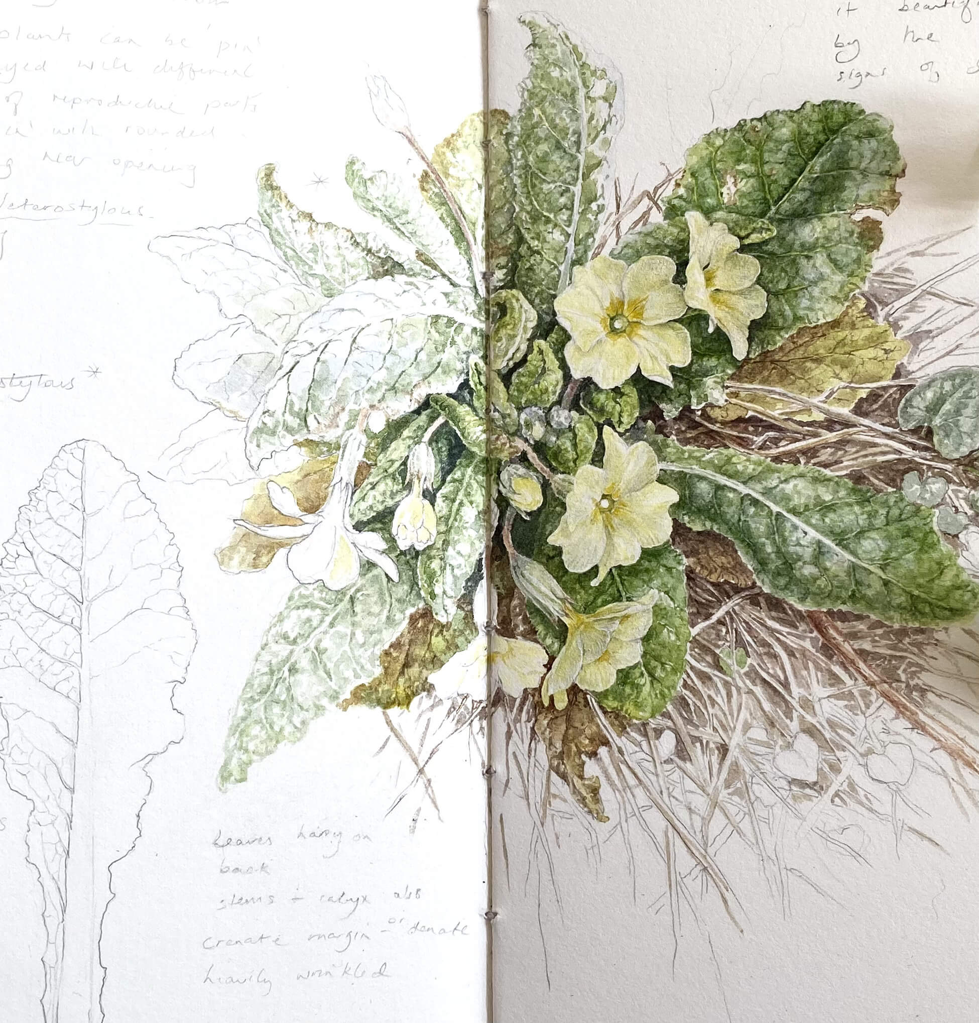 Primula, Close Up, by Dianne Sutherland, tutor at Atelier Clos Mirabel, France.