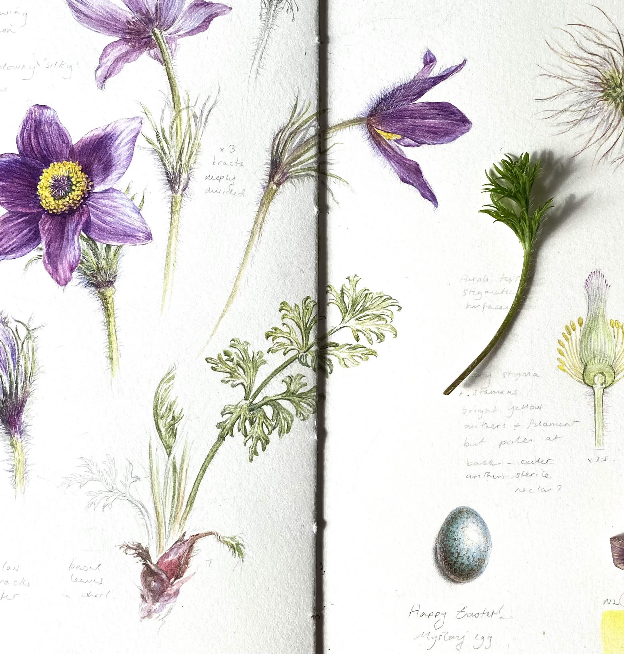 Pasque Flower by Dianne Sutherland, tutor at Atelier Clos Mirabel, France.