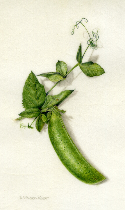 Pea Pod by Artist Denise Walser-Kolar, tutor at Atelier Clos Mirabel, France.