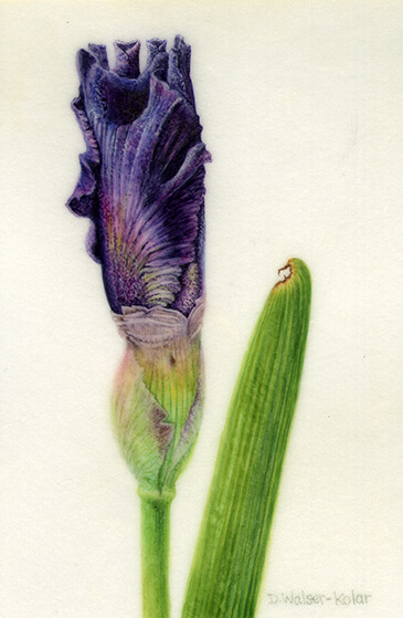 Iris Bud by Artist Denise Walser-Kolar, tutor at Atelier Clos Mirabel, France.