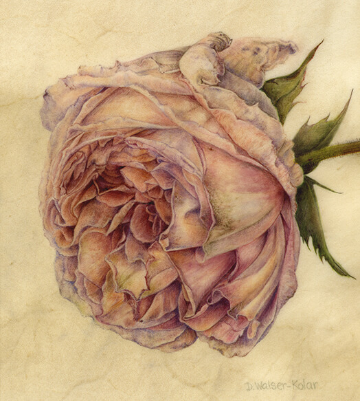 Viennese Rose by Artist Denise Walser-Kolar, tutor at Atelier Clos Mirabel, France.