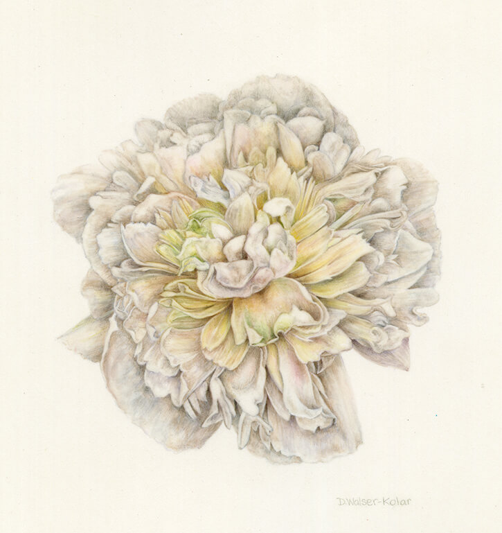 White Peony by Artist Denise Walser-Kolar, tutor at Atelier Clos Mirabel, France.