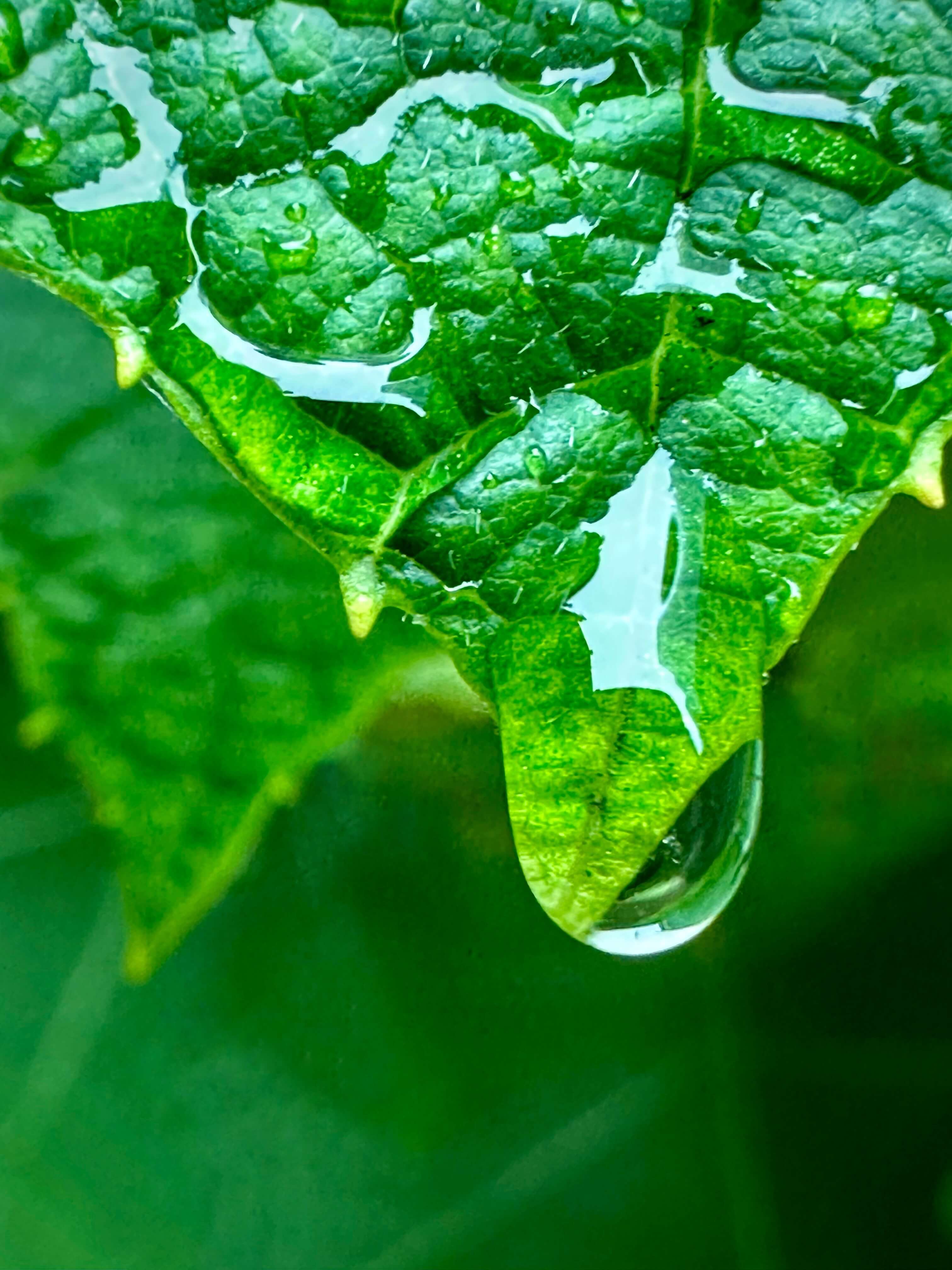 Leaf by artist Yoni Mayeri, tutor at Atelier Clos Mirabel, France.