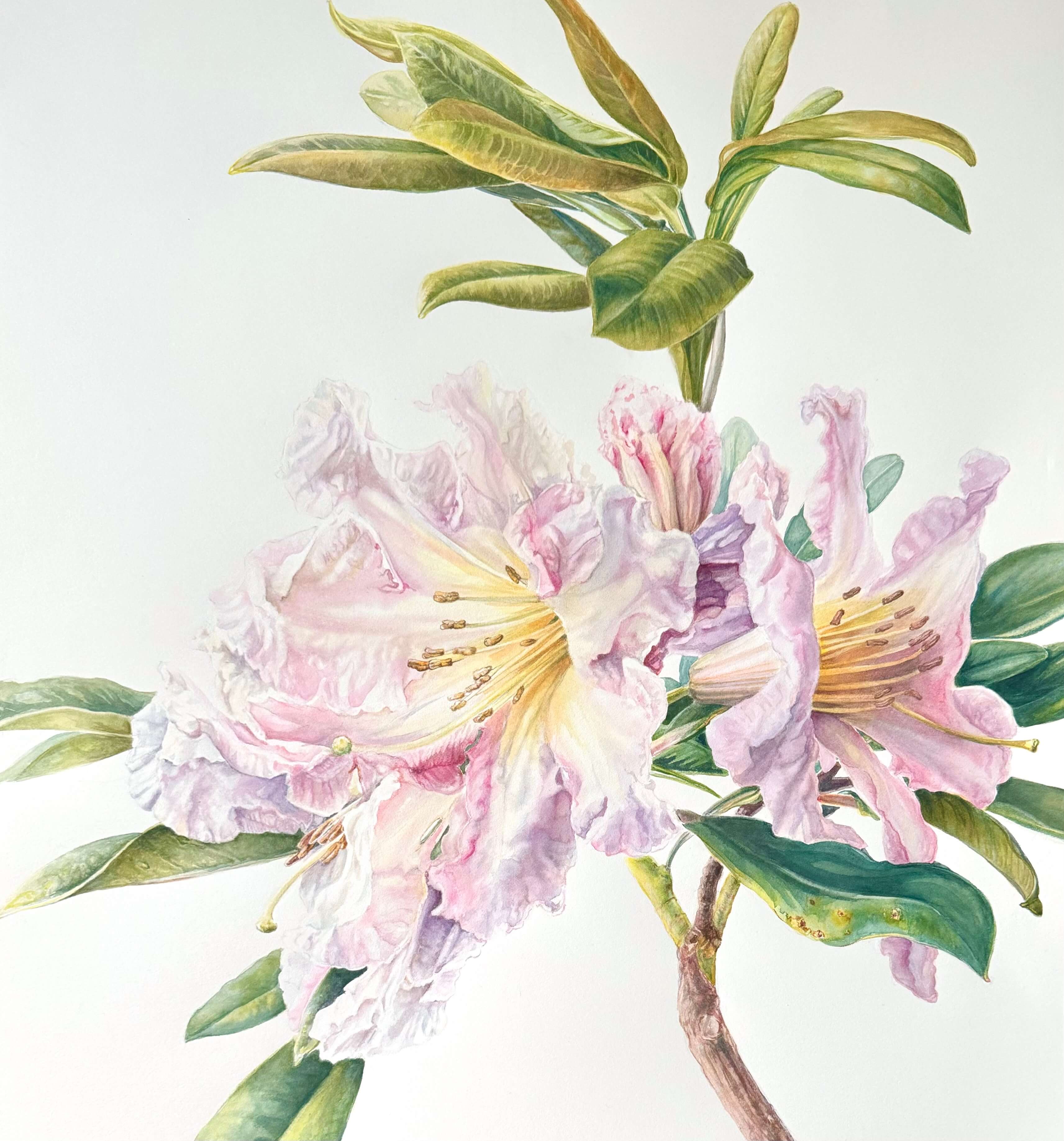 Flower rhododendron by botanical artist Mary Dillion.