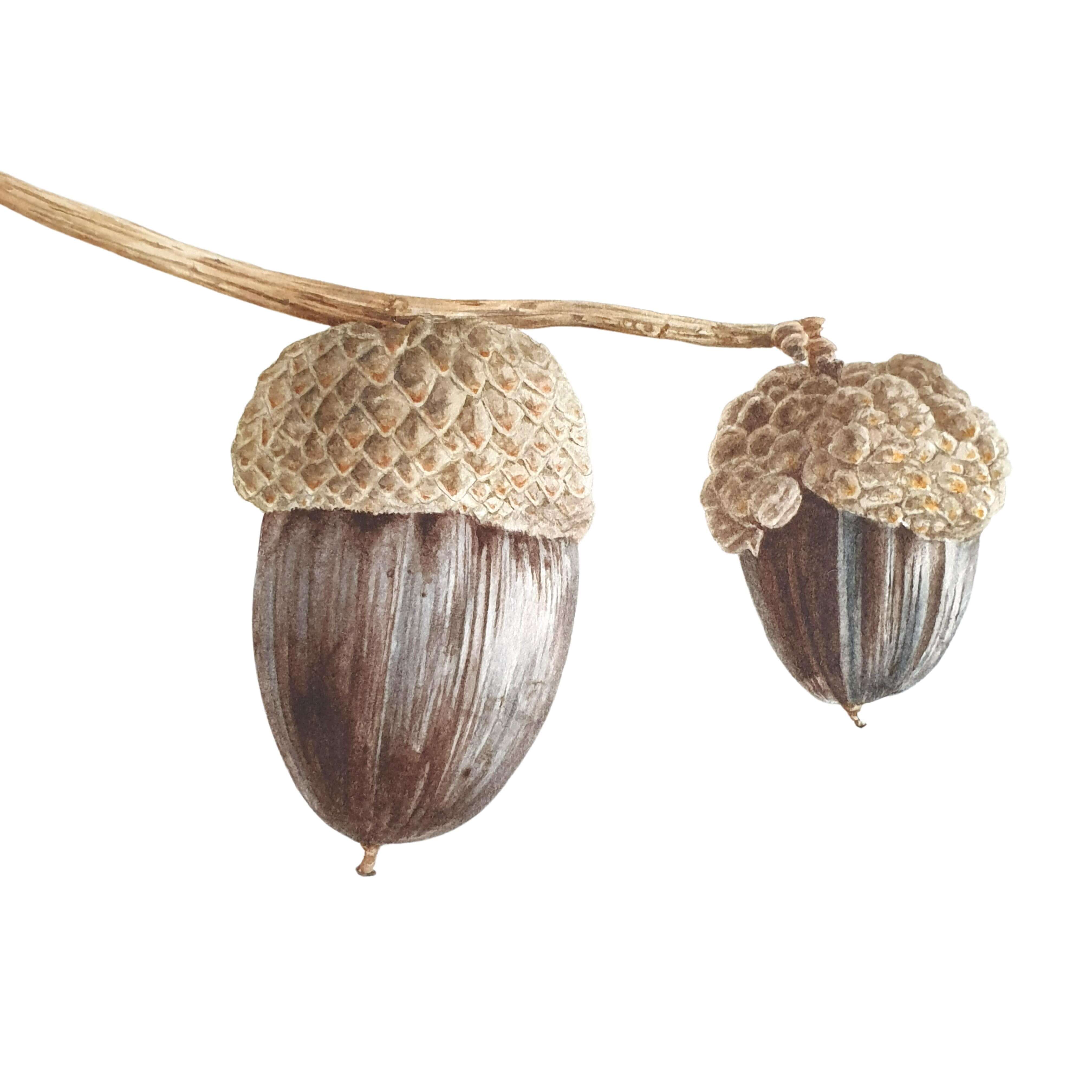 Acorn August 16th by artist Jarnie Godwin, tutor at Atelier Clos Mirabel, France.