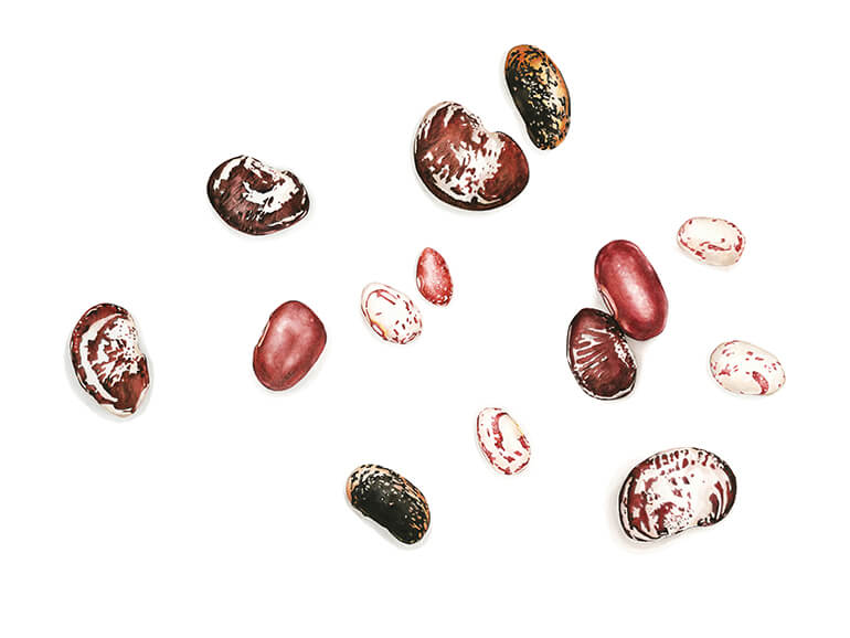 Artwork by Molly Reeder, Watercolour, Botanical Art.