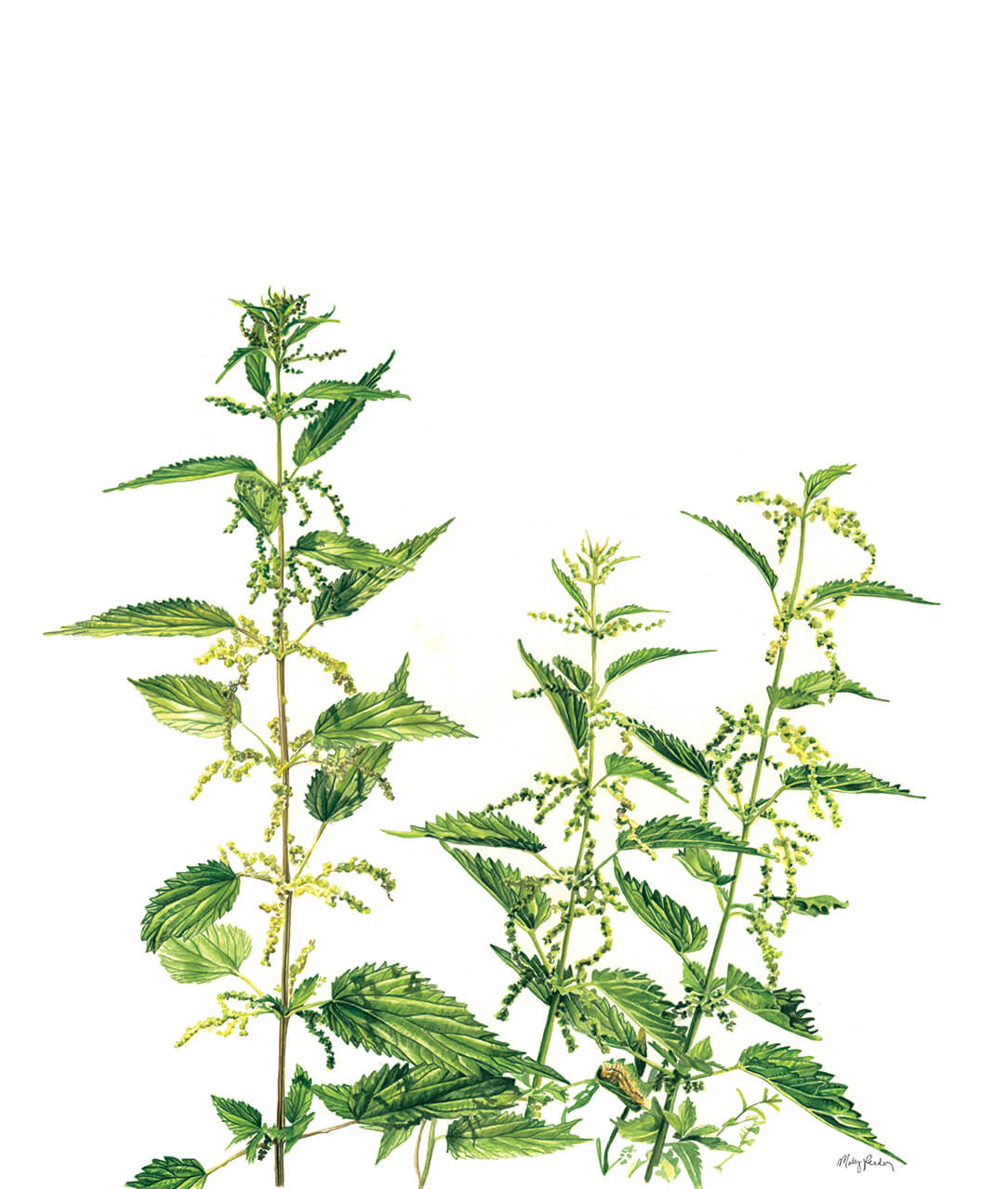 Artwork by Molly Reeder, Watercolour, Botanical Art.