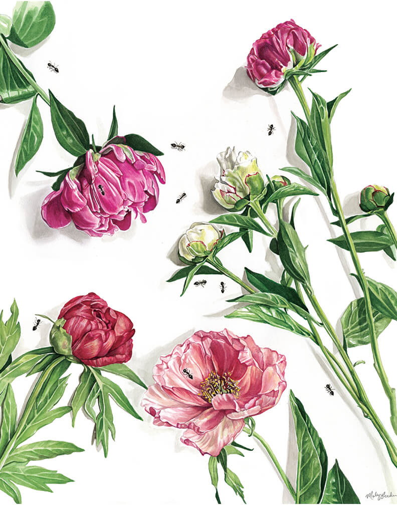 Artwork by Molly Reeder, Watercolours, Botanical Art.