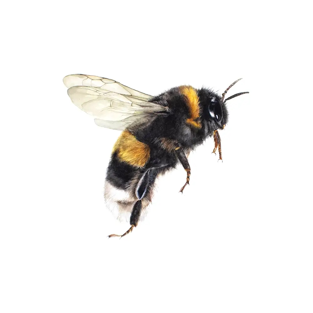 Artwork by Gail Jones, Botanical Watercolour Retreats France.