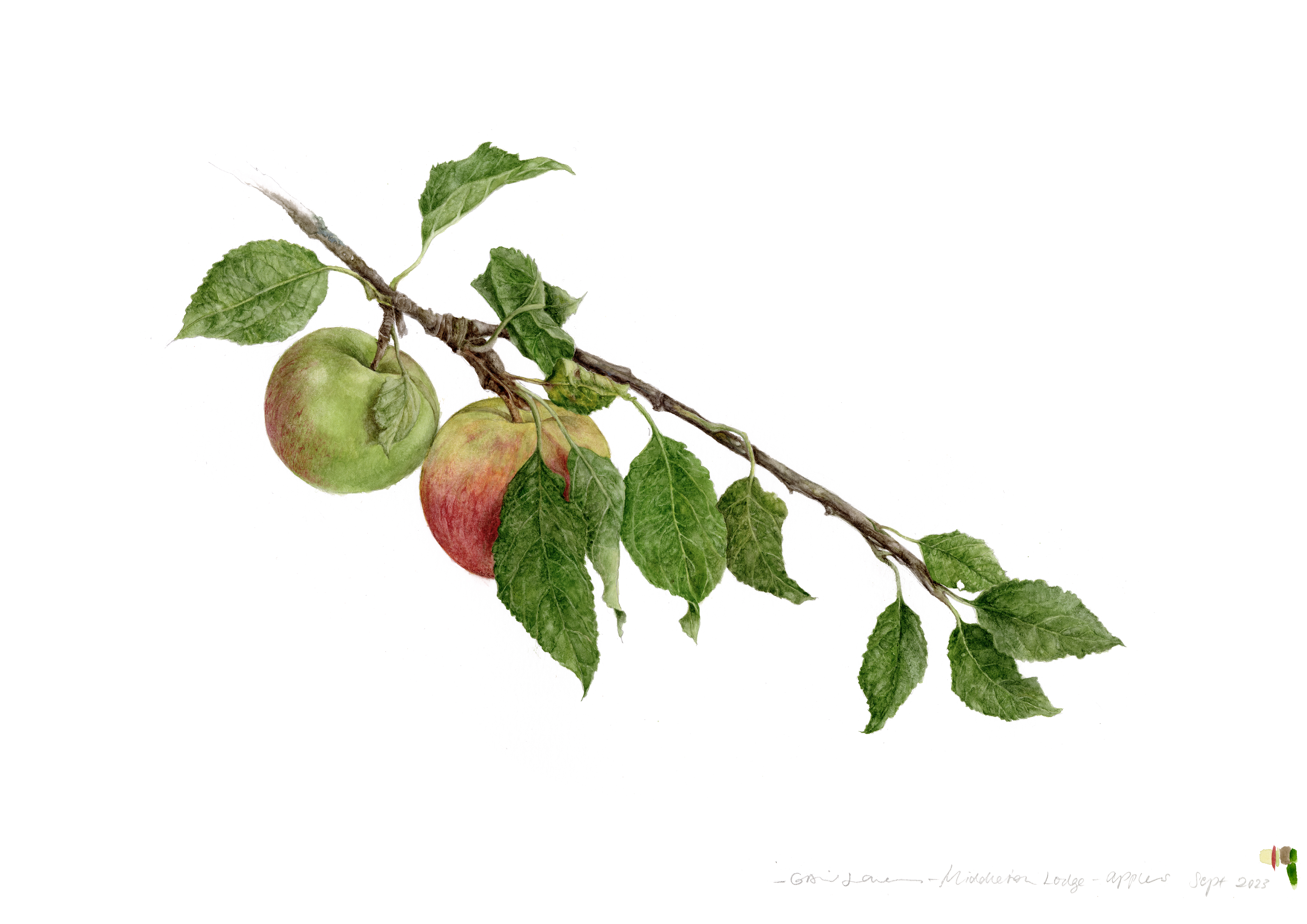 Artwork by Gail Jones, Botanical Art Retreats France.