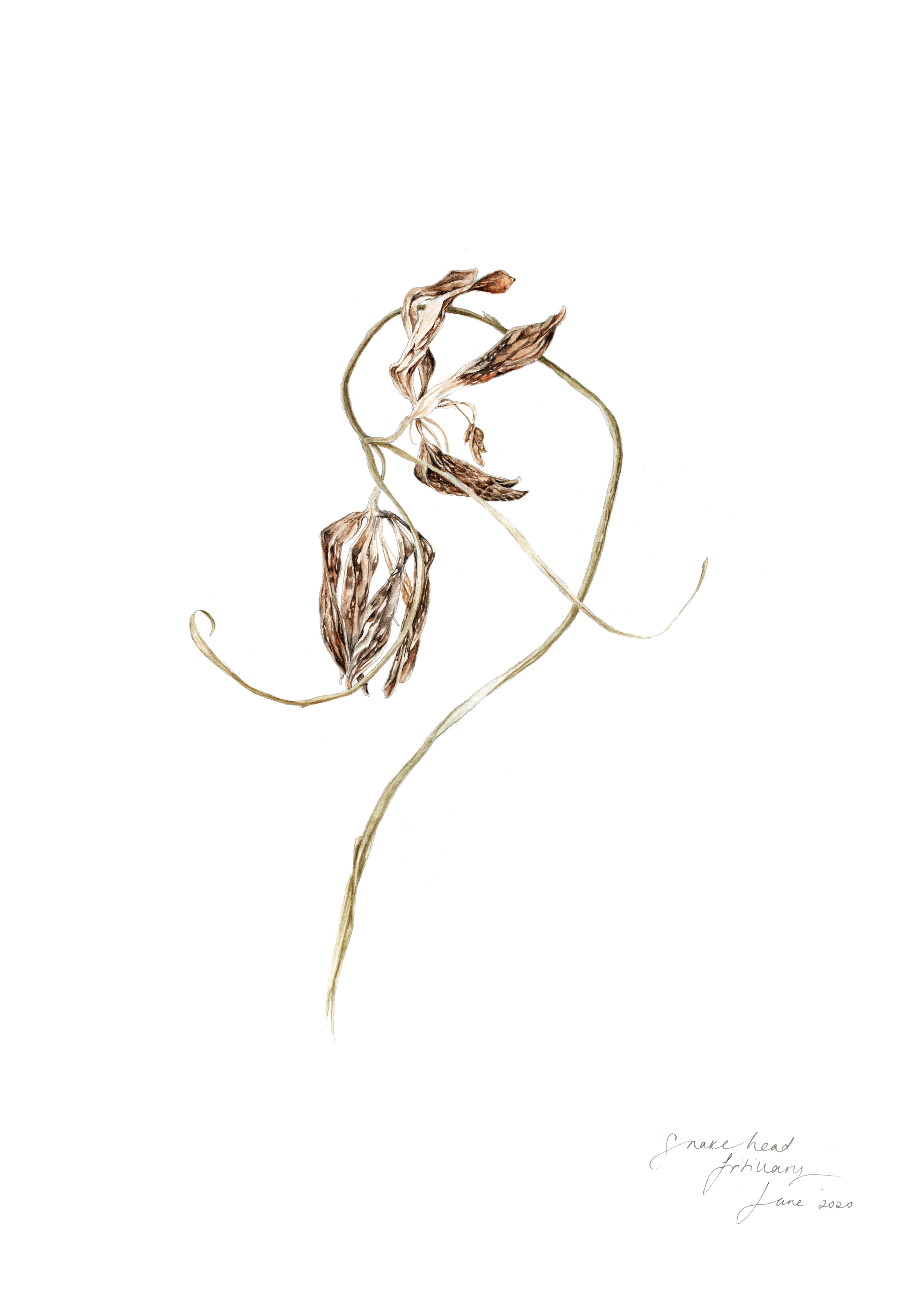 Artwork by Gail Jones, Botanical Art Retreat, France.