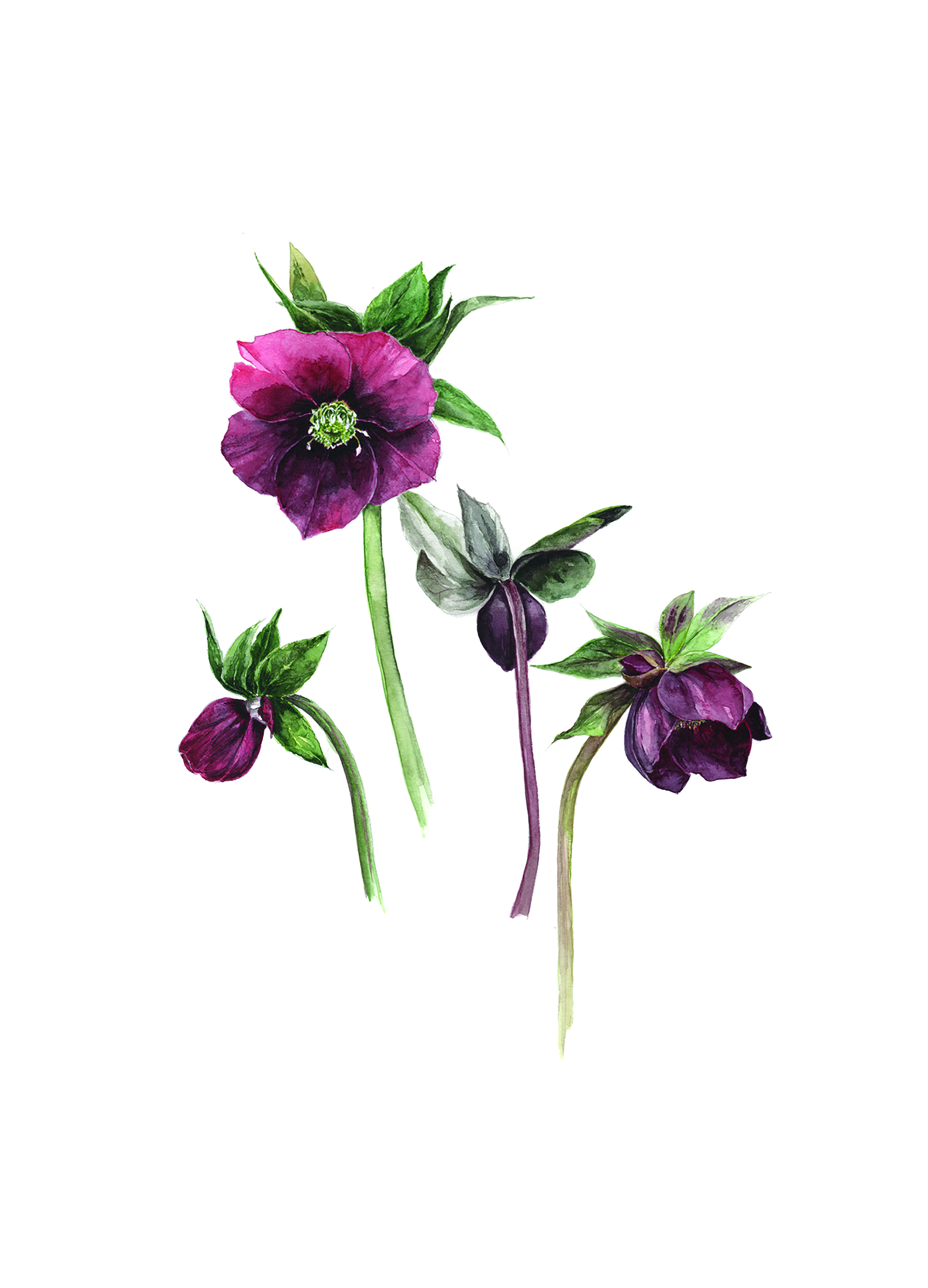 Artwork by Gail Jones, Botanical Art Retreat, France.