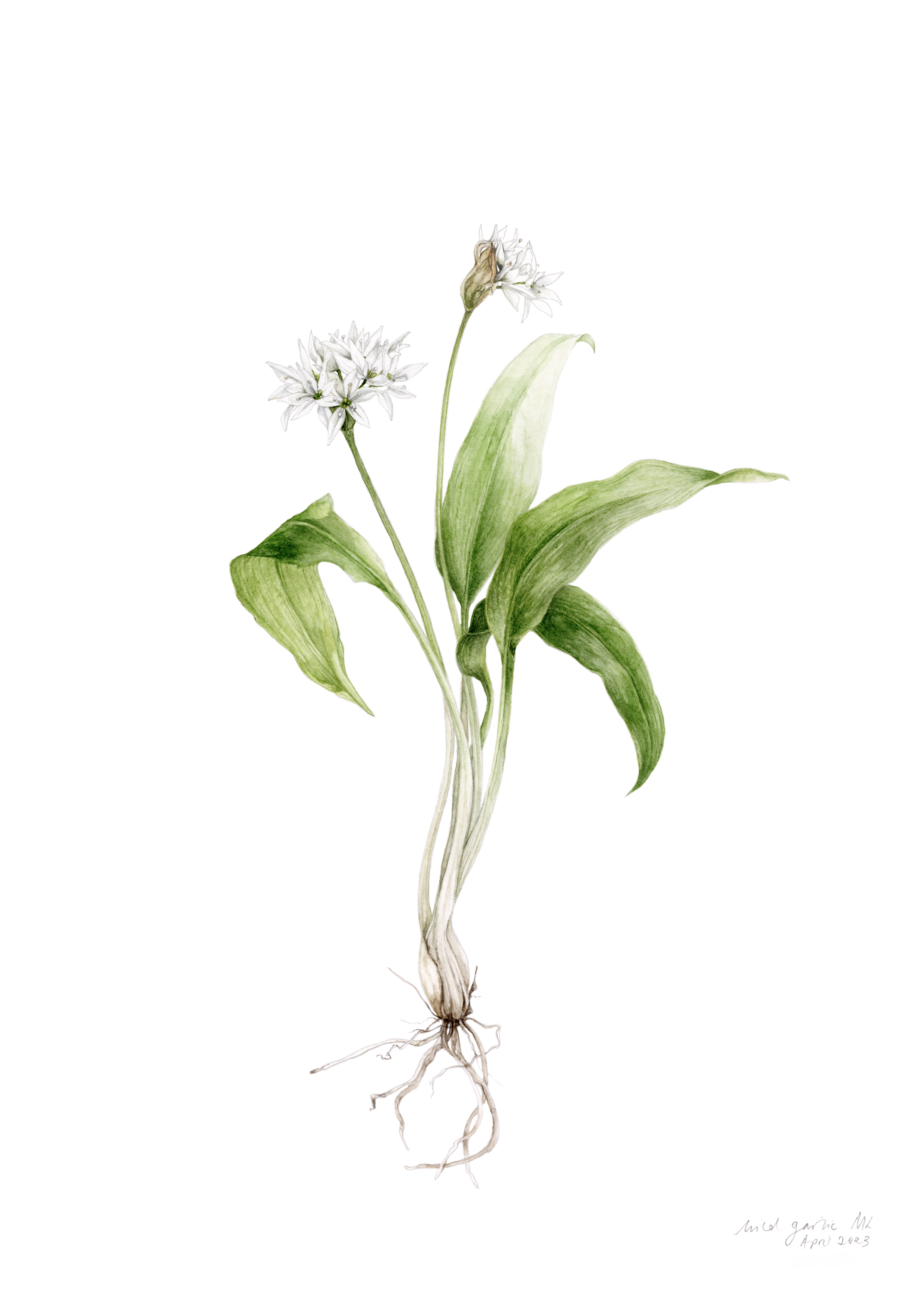 Artwork by Gail Jones, Botanical Art Retreat, France.