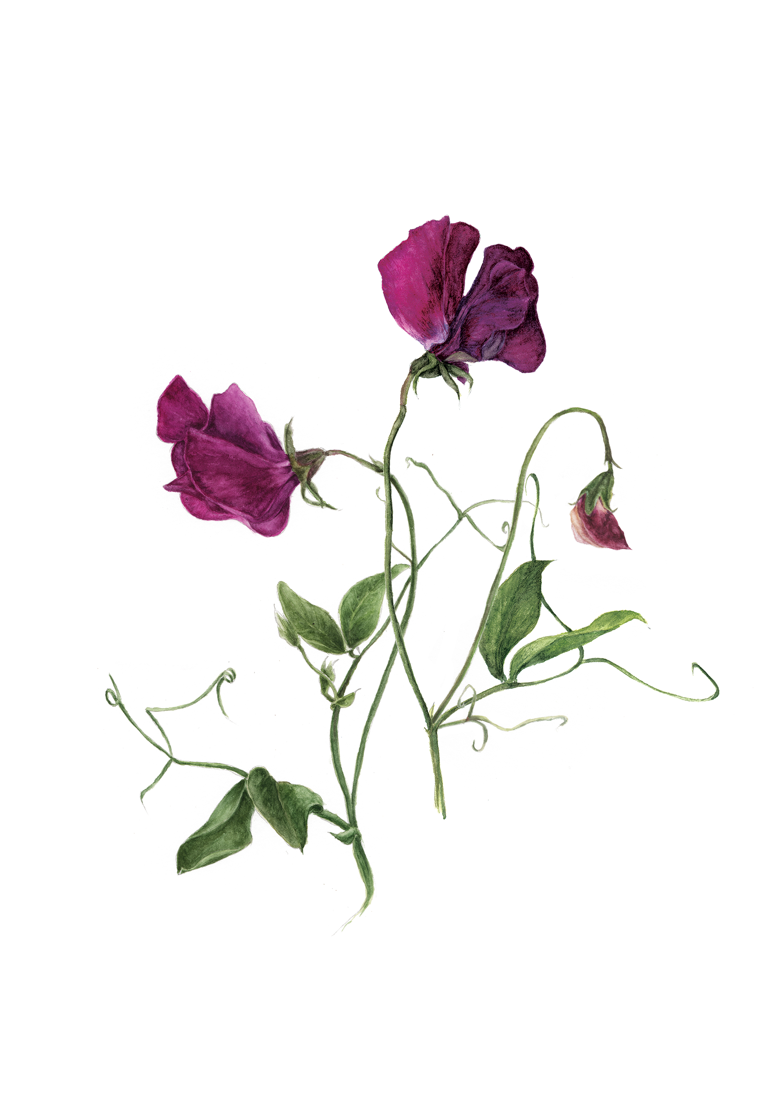 Artwork by Gail Jones, Watercolours, Botanical Art, France.