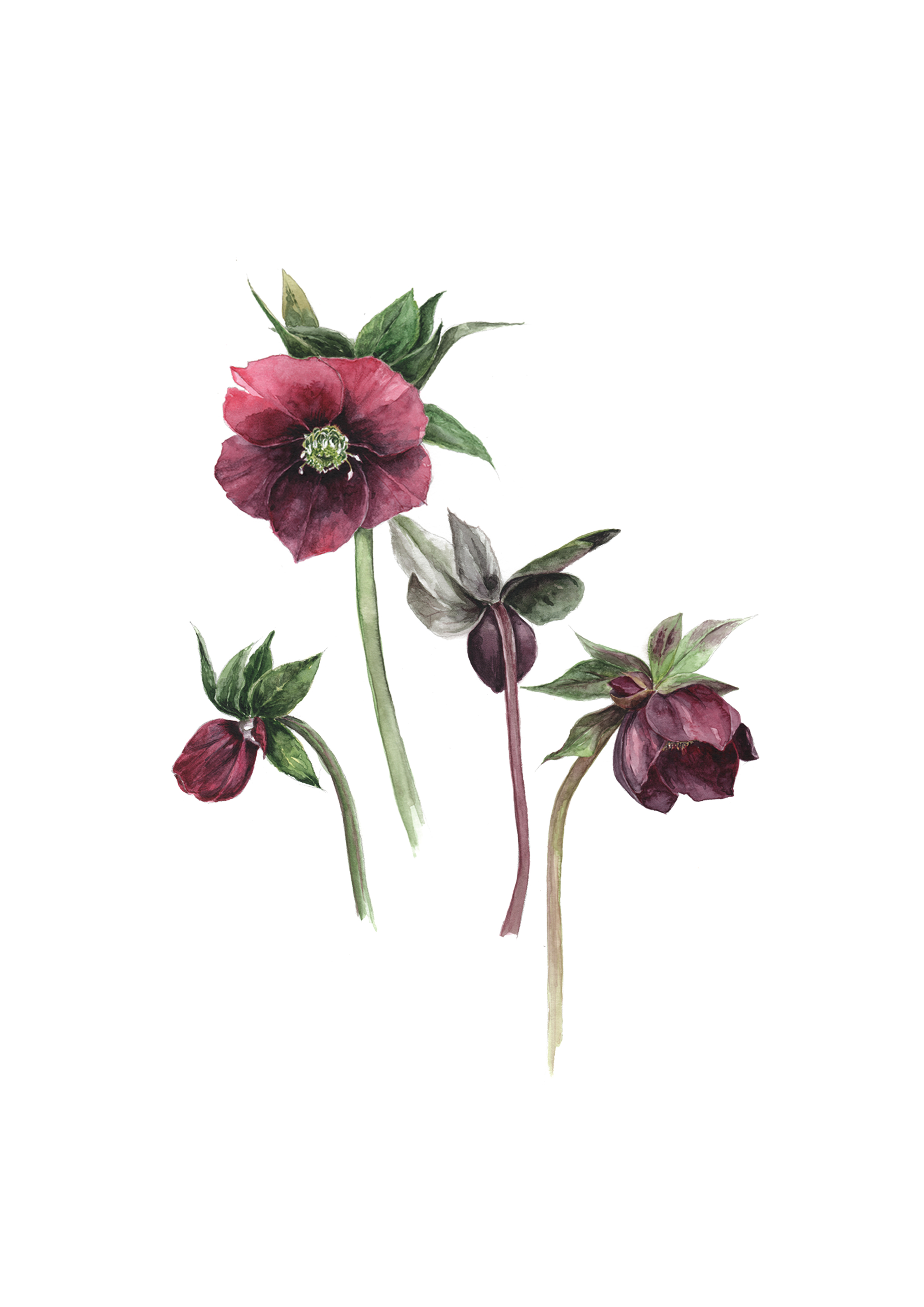 Artwork by botanical artist and painting holiday tutor Gail Jones. 