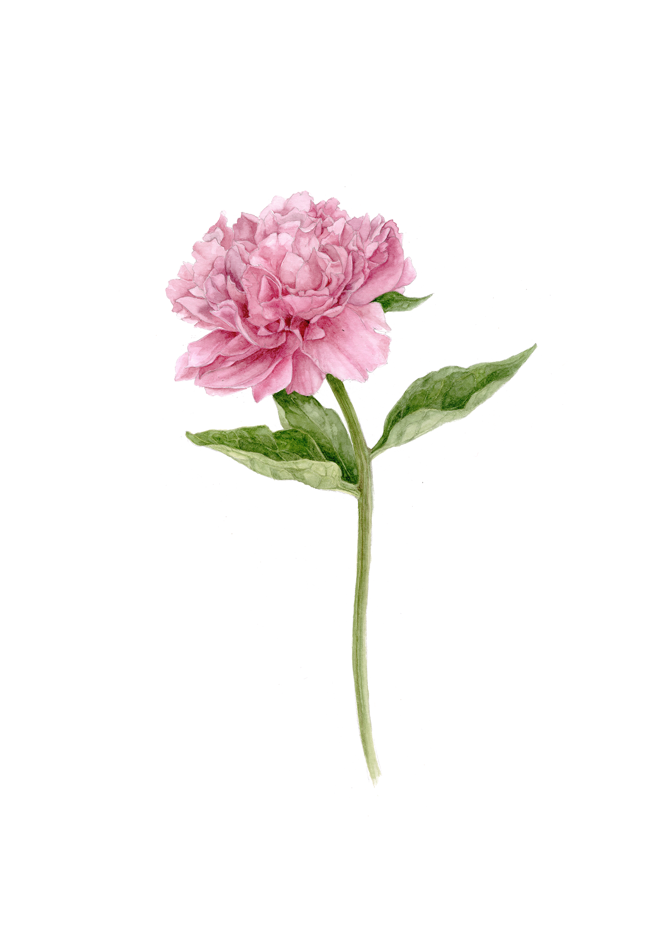 Artwork by botanical artist and painting holiday tutor Gail Jones. , pink peony.