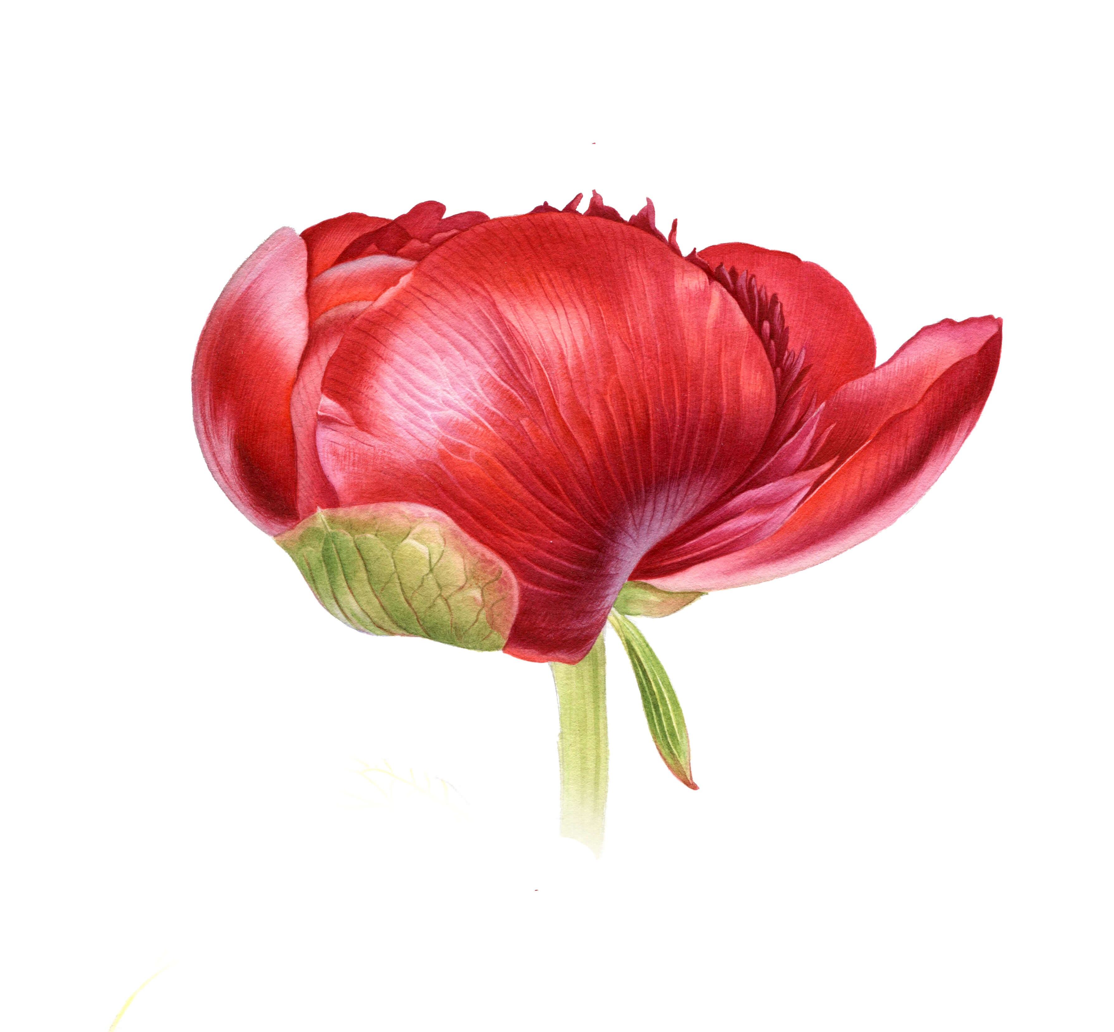 Artwork by Svetlana Lanse, Watercolours, Botanical Art.