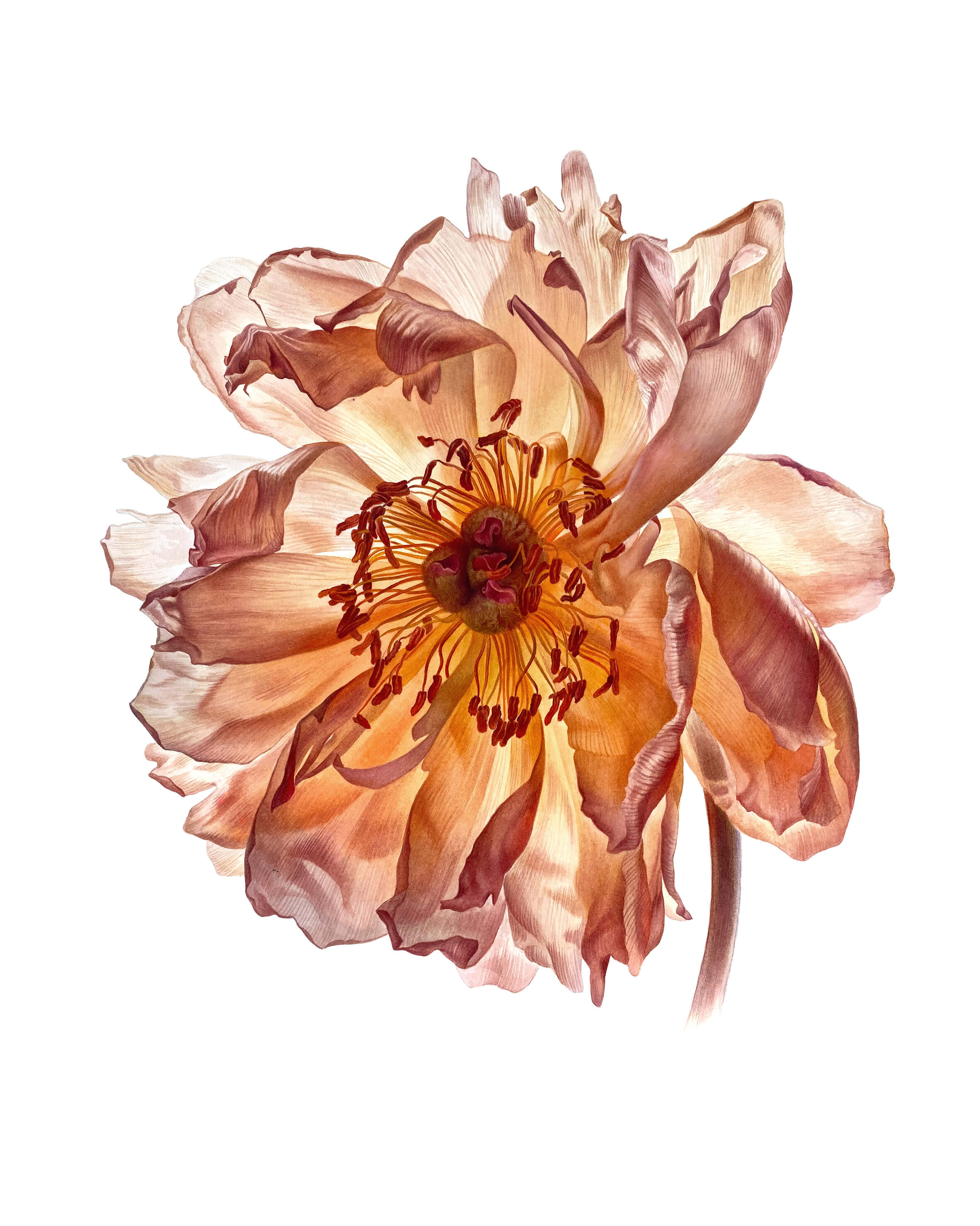 Artwork by Svetlana Lanse, Watercolour, Botanical Art.