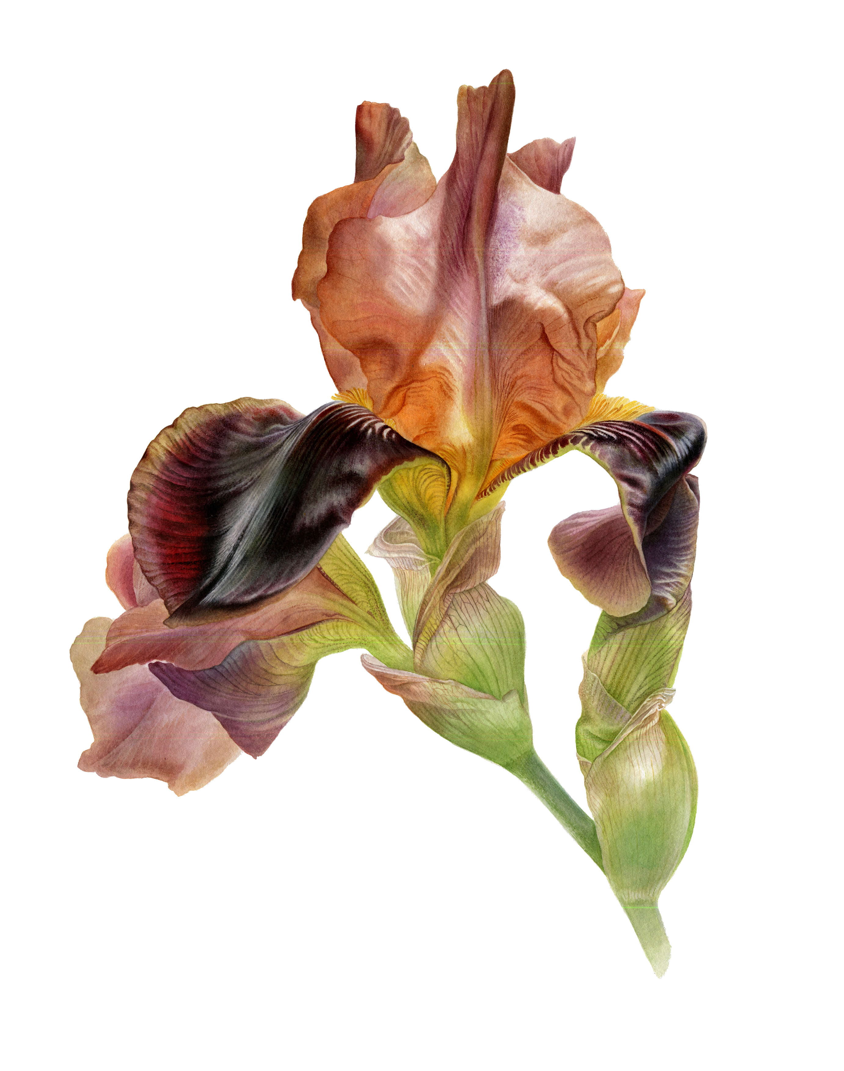 Artwork by Svetlana Lanse, Watercolours, Botanical Art.