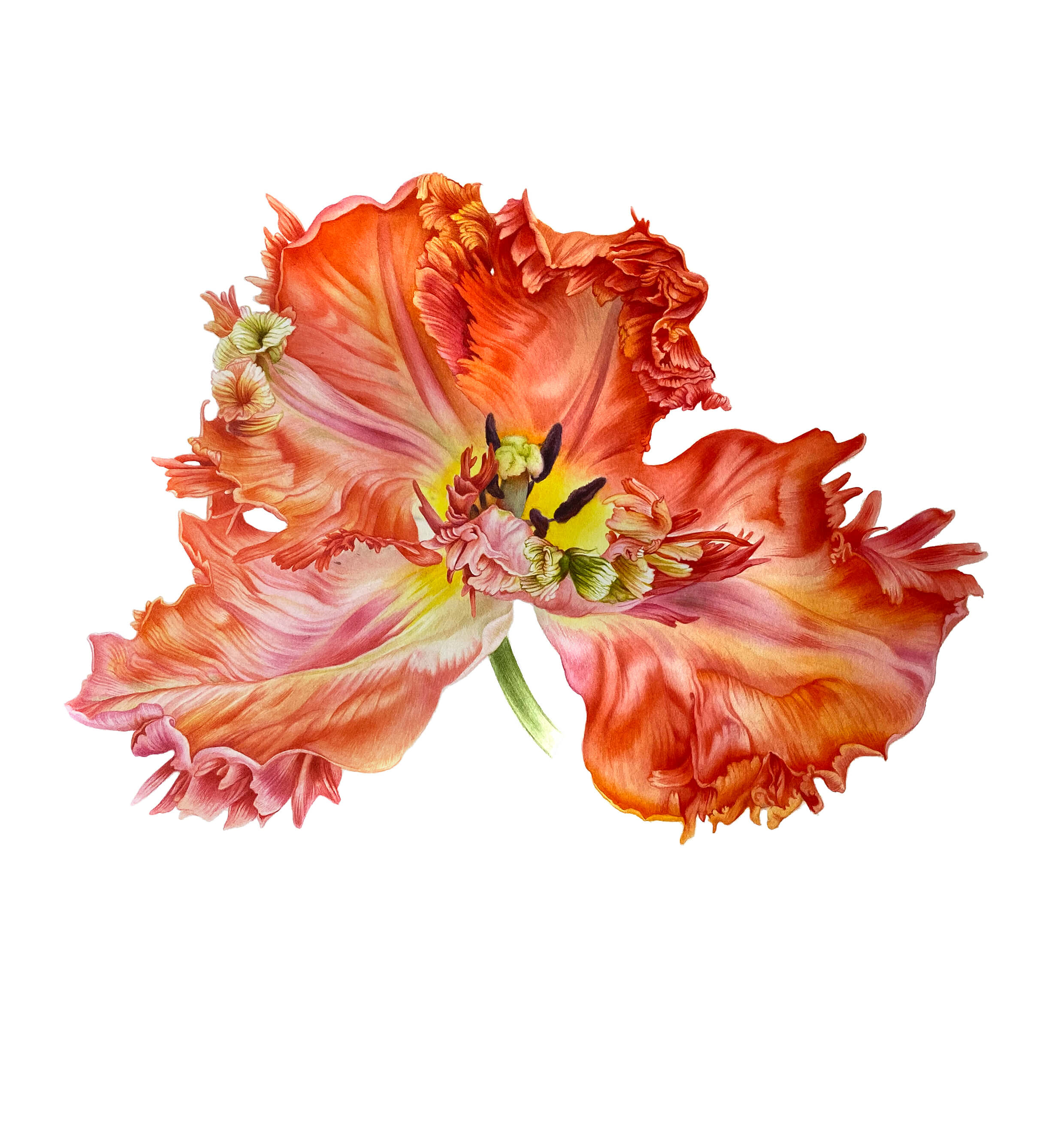 Artwork by Svetlana Lanse, Watercolours, Botanical Art.