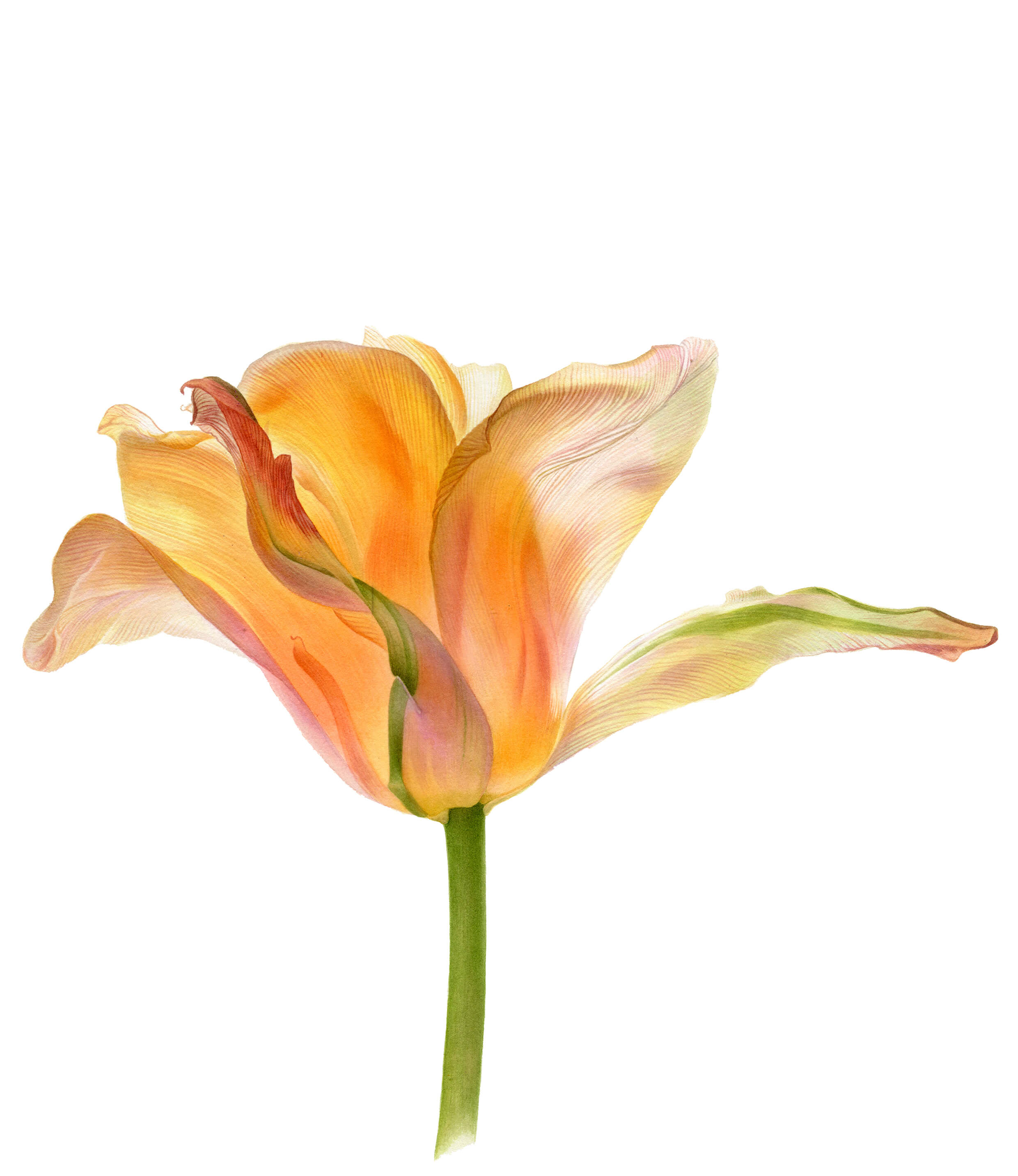 Artwork by Svatlana Lanse, Watercolours, Botanical Art.