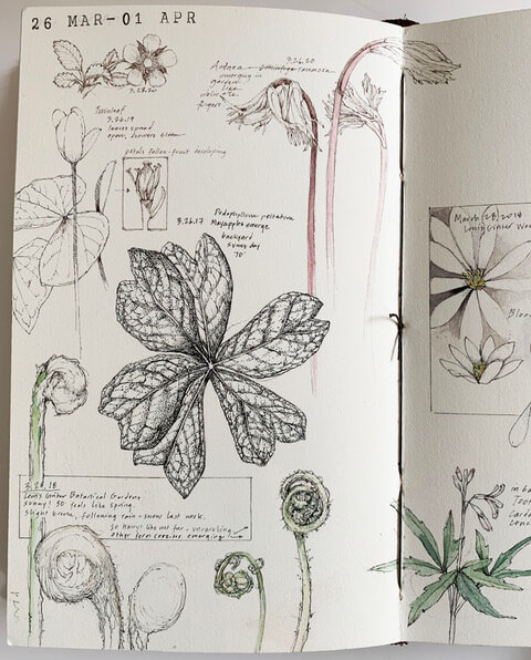 Open sketchbook with botanical illustrations.