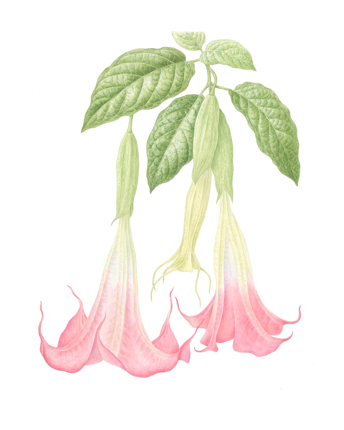 Brugmansia x candida watercolour illustration by Catherine Watters.