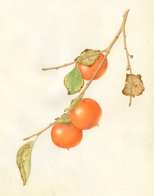 Diospyros Virginiana, watercolour illustration by Catherine Watters.