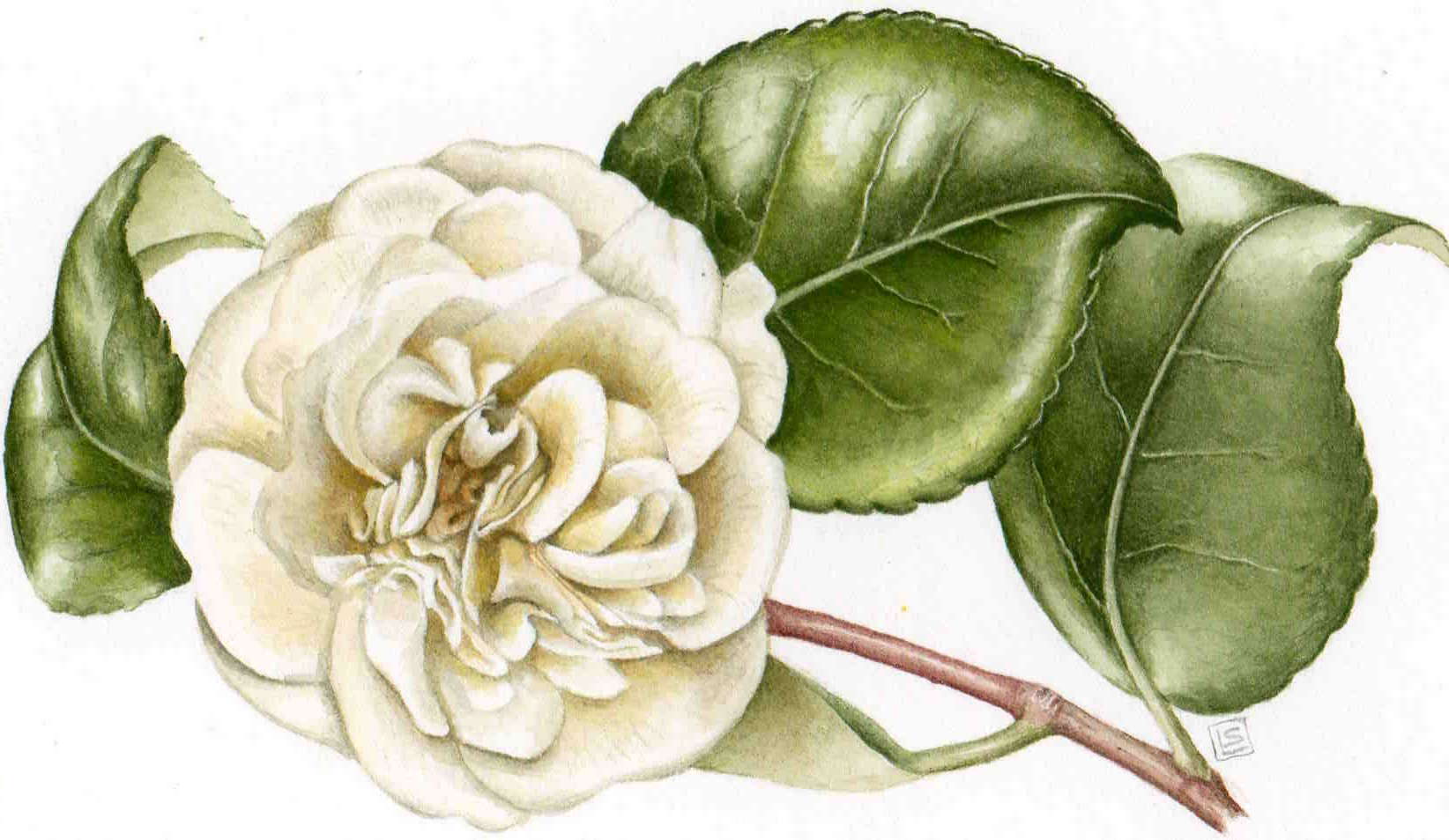 White camelia flower - watercolour painting.