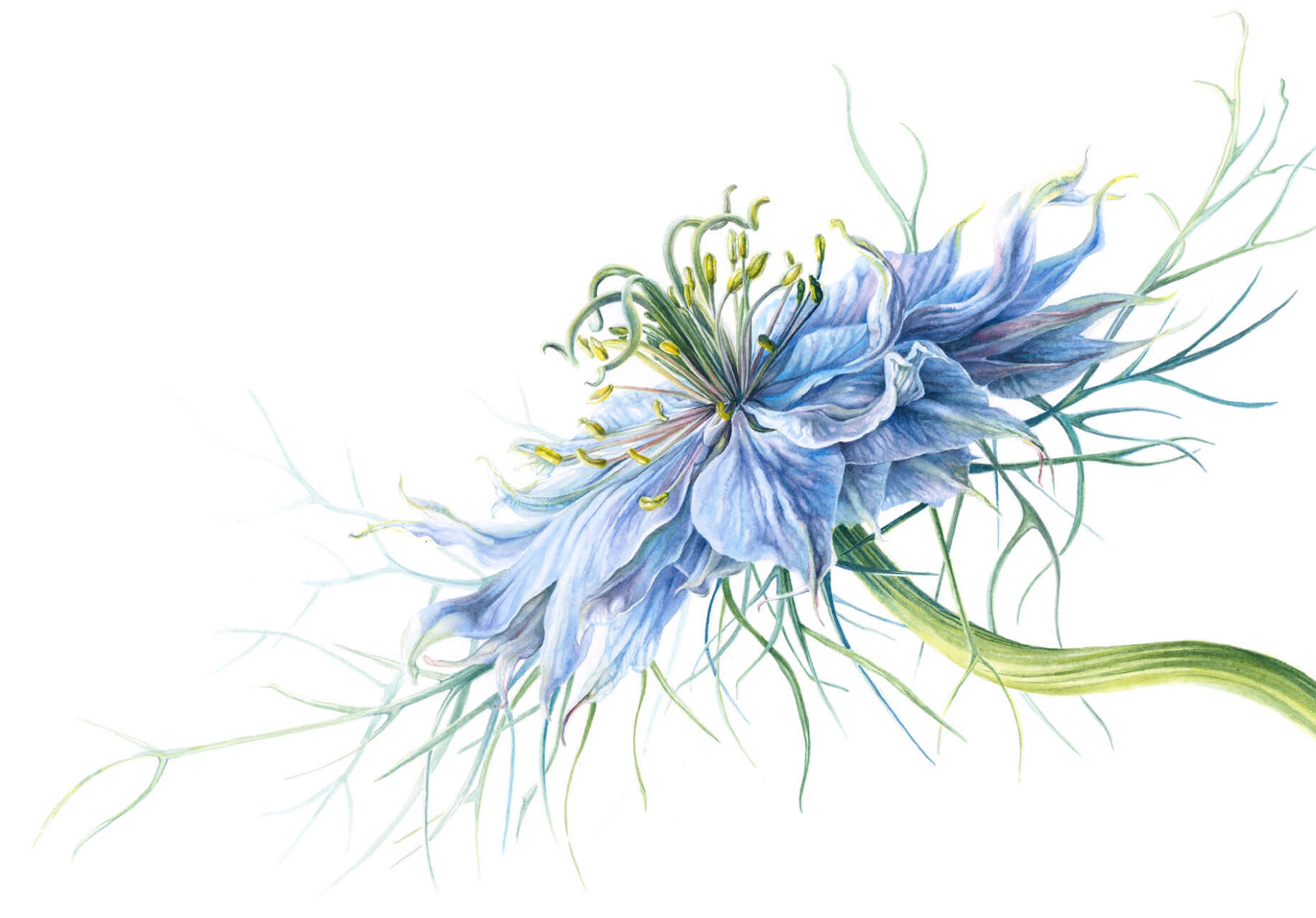 Blue cornflower illustration by Botanical Artist and tutor - Mary Dillion for atelier clos mirabel France.