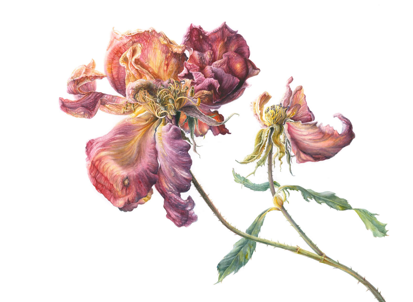 Botanical illustration by botanical artists Mary Dillon in red and purple tones of a rose with falling petals.