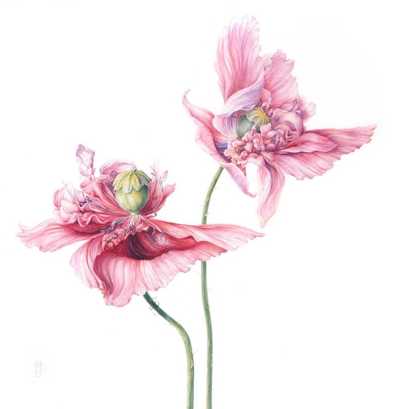 Pink flower, illustration by Mary Dillion botanical artist and tutor Clos Mirabel.