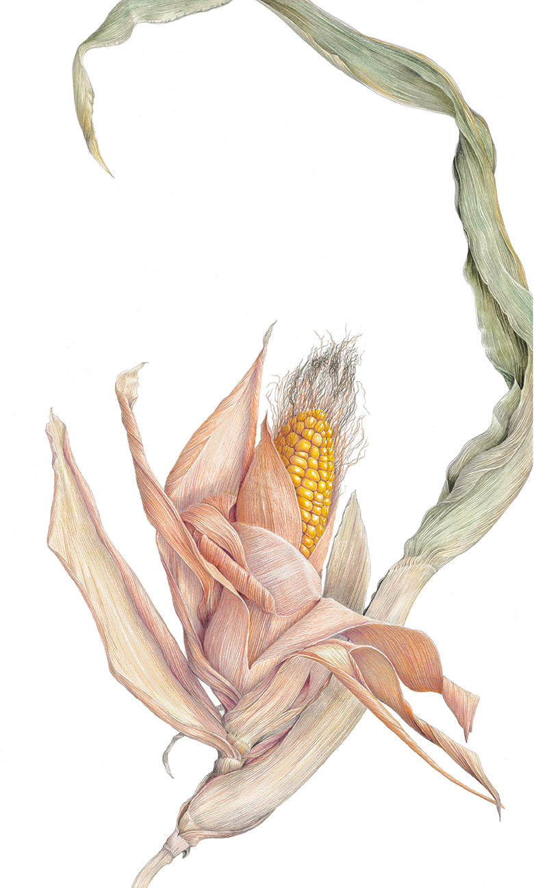 Botanical drawing in coloured pencil of corn emerging from husk by botanical artist Ann Swan.