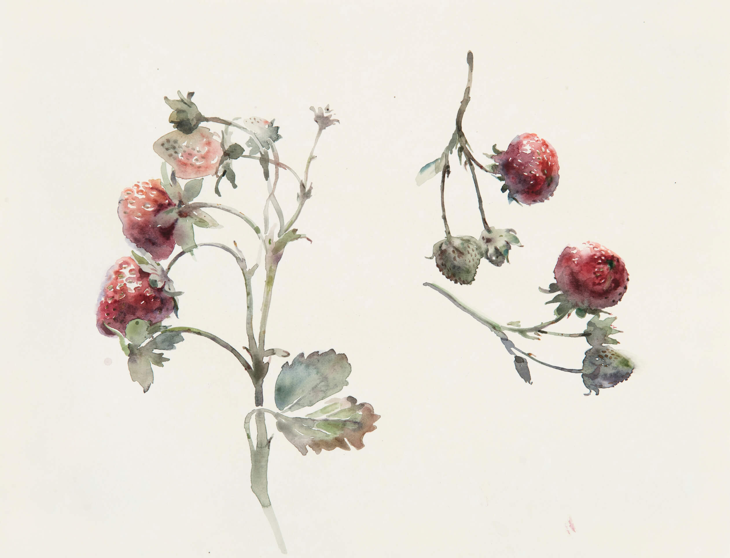 Watercolour painting of strawberries on stems by artist and tutor Wendy Artin for Clos Mirabel Ateliers.
