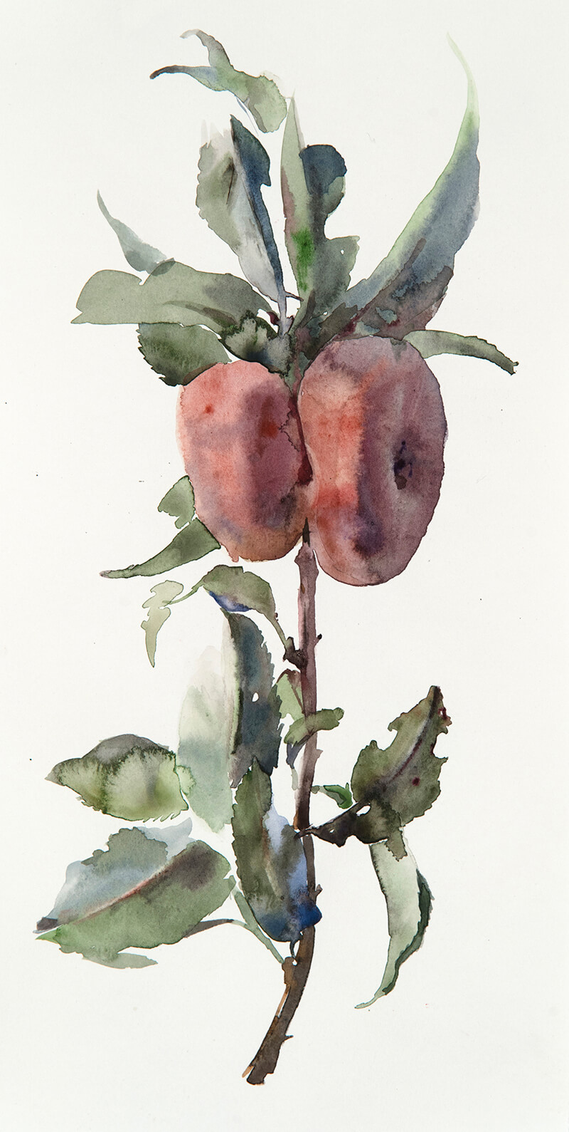 Peach branch in water colour by artist Wendy Artin.