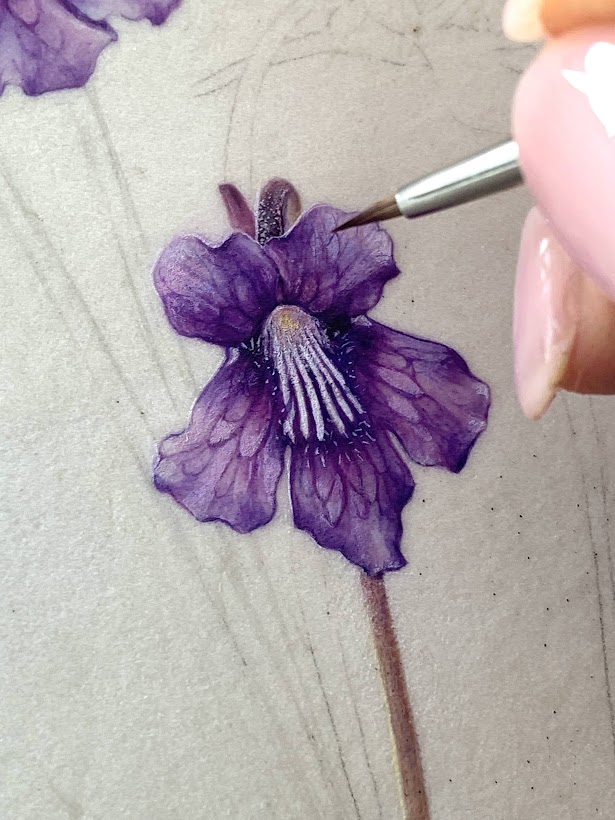Purple flower being painted.