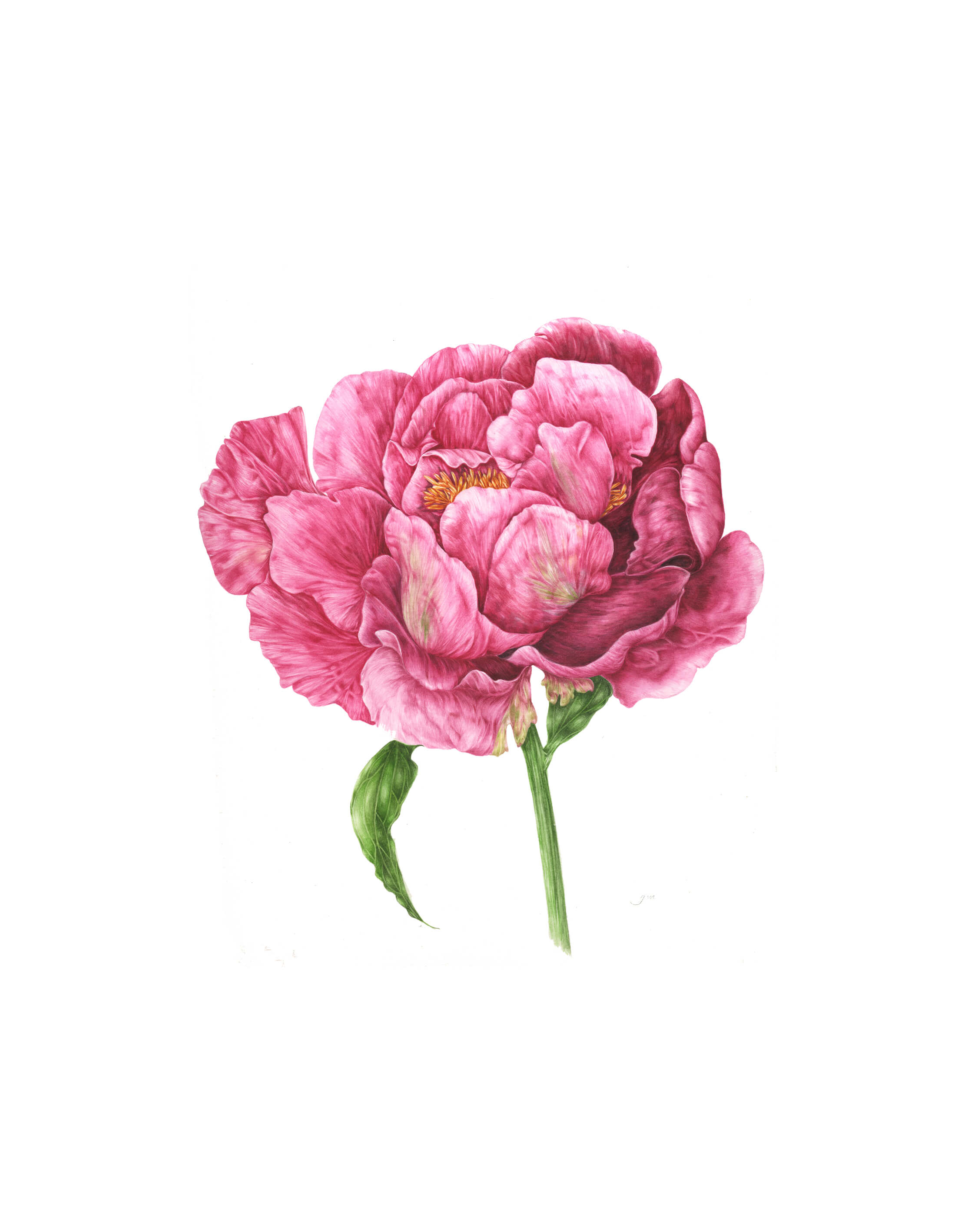 Peonie pink flower - botanical illustration by workshop tutor Giacomina Ferrillo. 