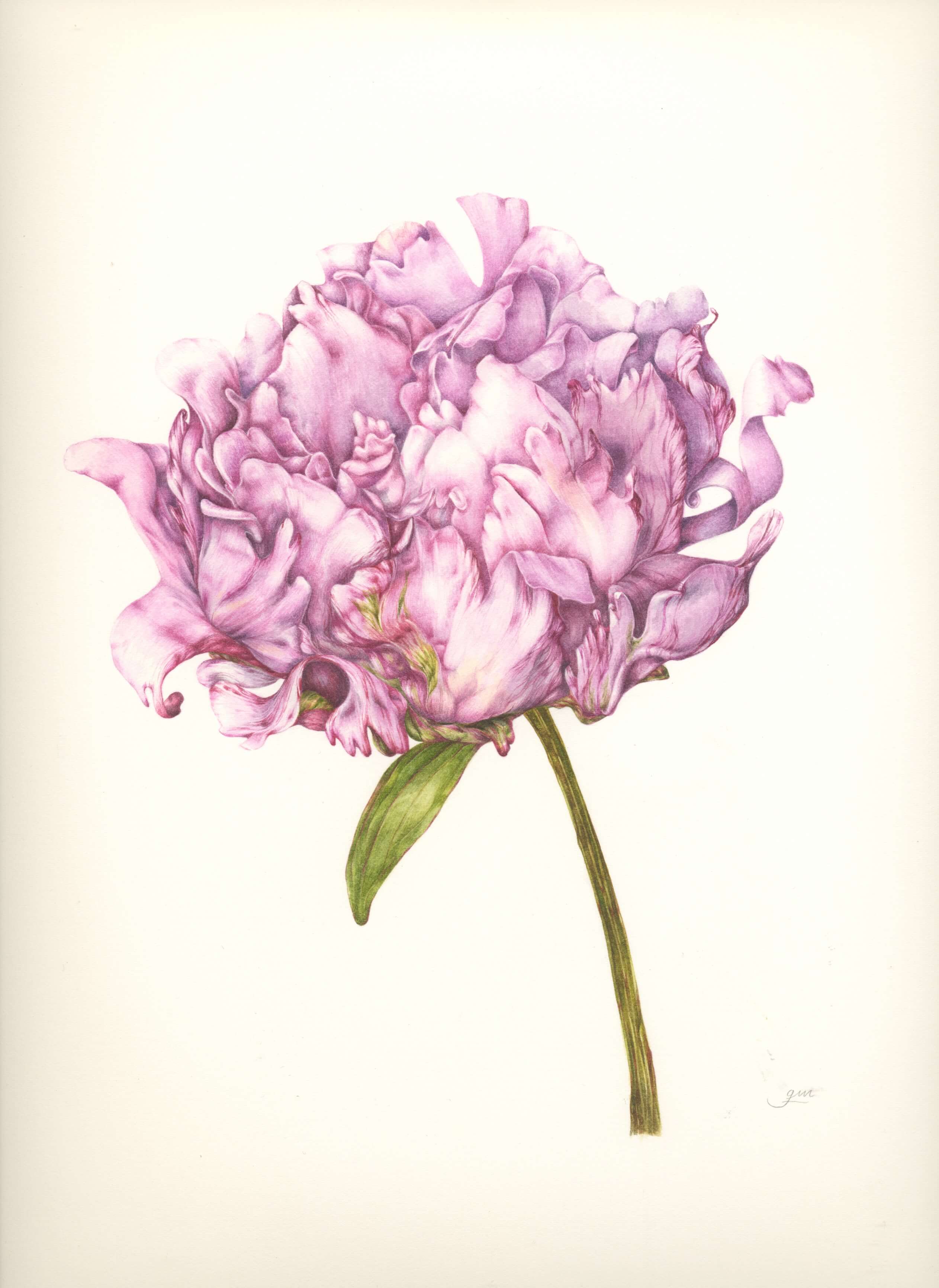Pink peonies in bloom, botanical illustration by artist and tutor Giacomina Ferrillo.