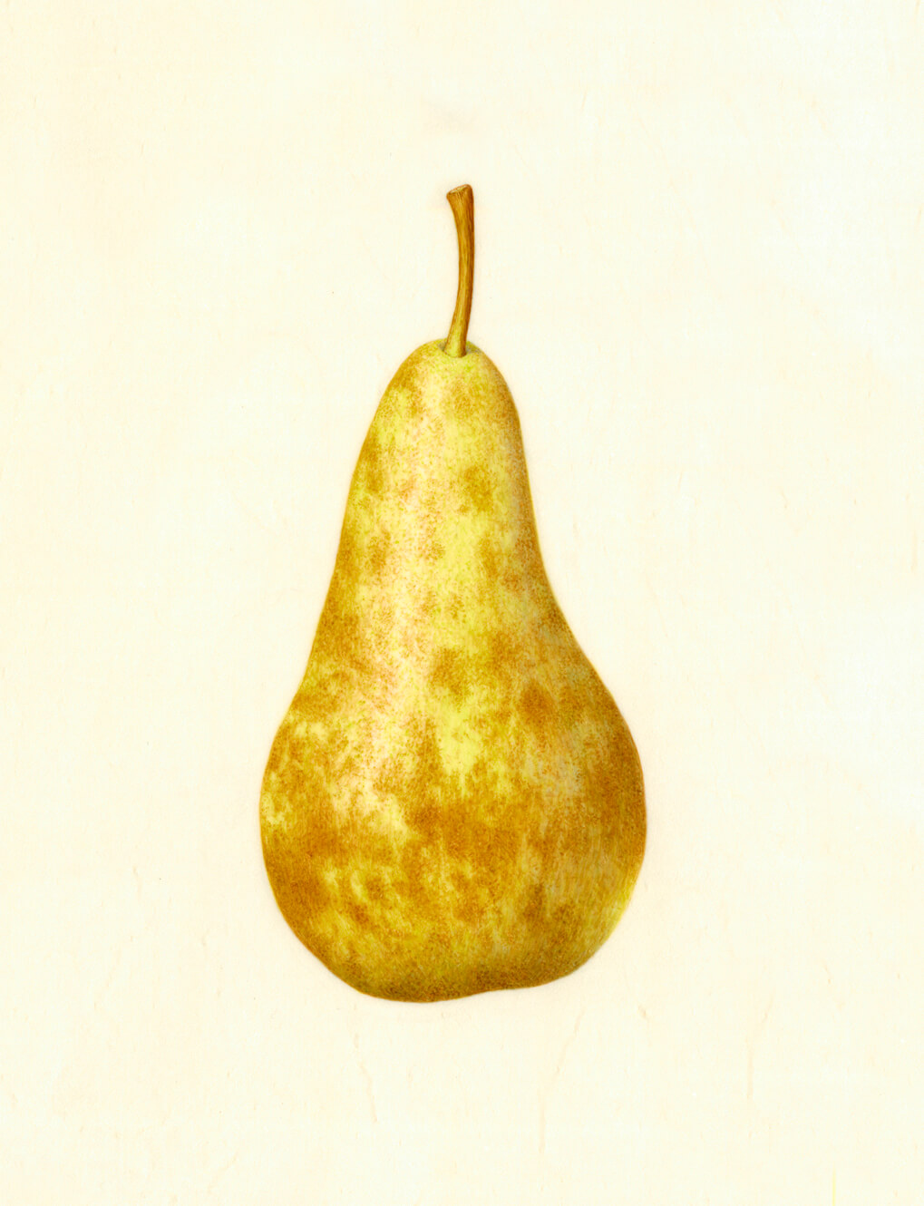 Botanical drawing of conference pear by artist Catherine Watters.