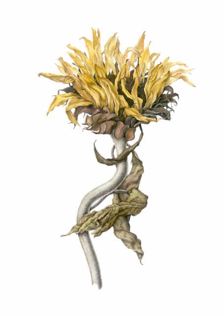 Sunflower by artist Julia Trickey tutor Atelier Clos Mirabel France.