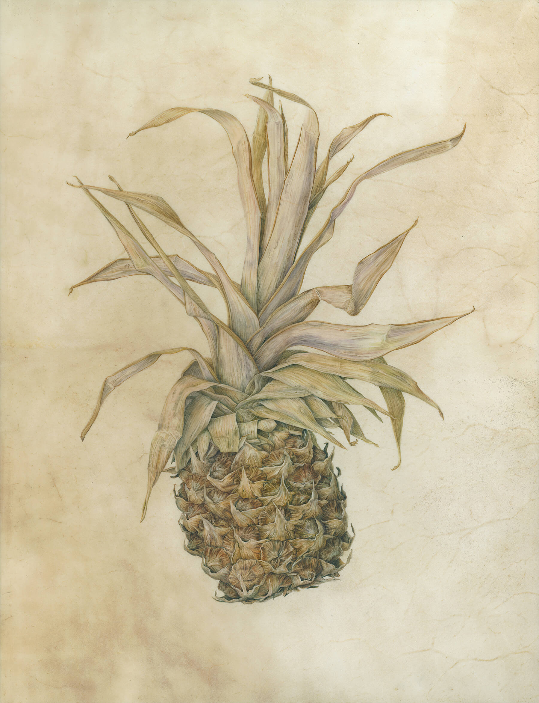 Pineapple by artist Julia Trickey tutor Atelier Clos Mirabel France.