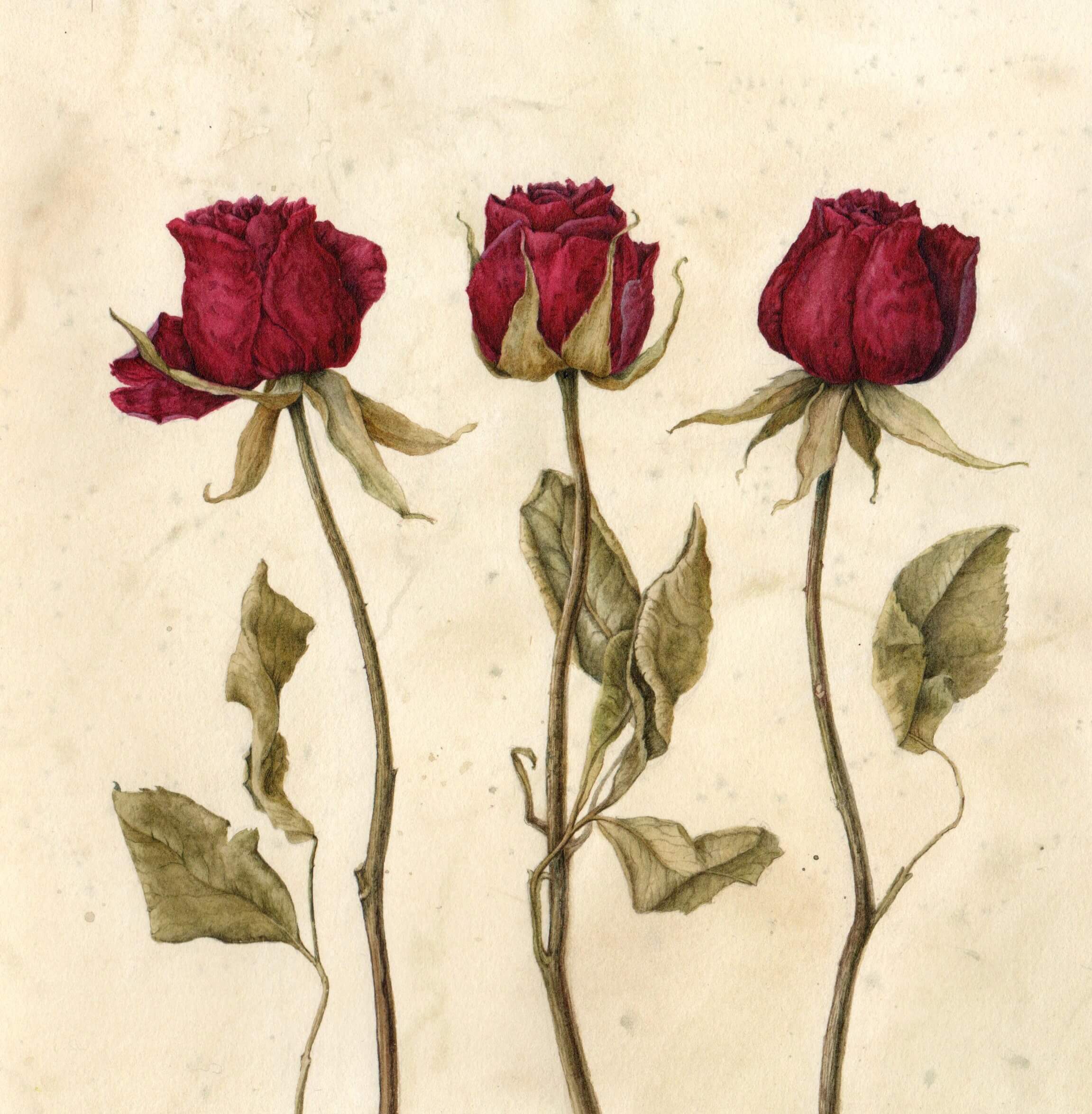 Vintage Roses by Artist Julia Trickey tutor Atelier Clos Mirabel France.