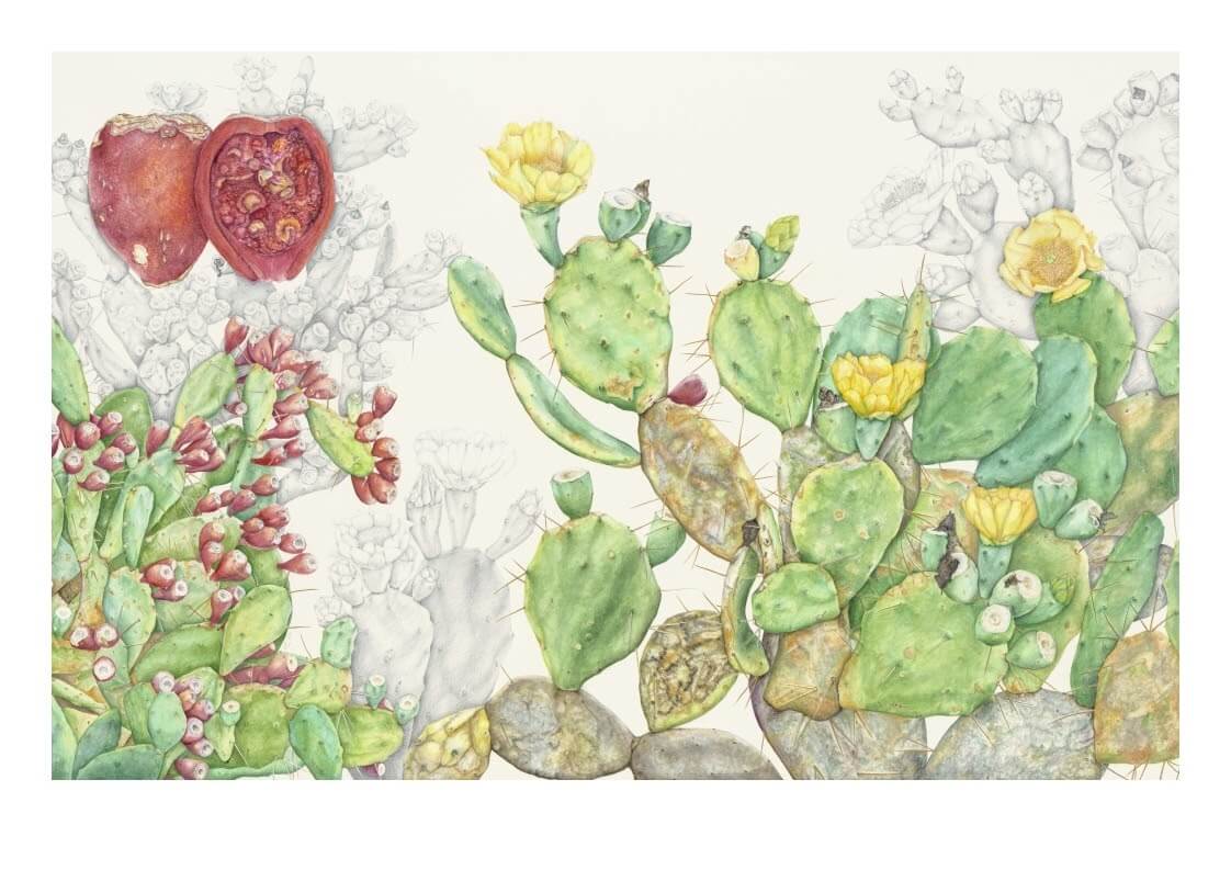 Botanical illustration of an Opuntia plant by Soyoung Sin.