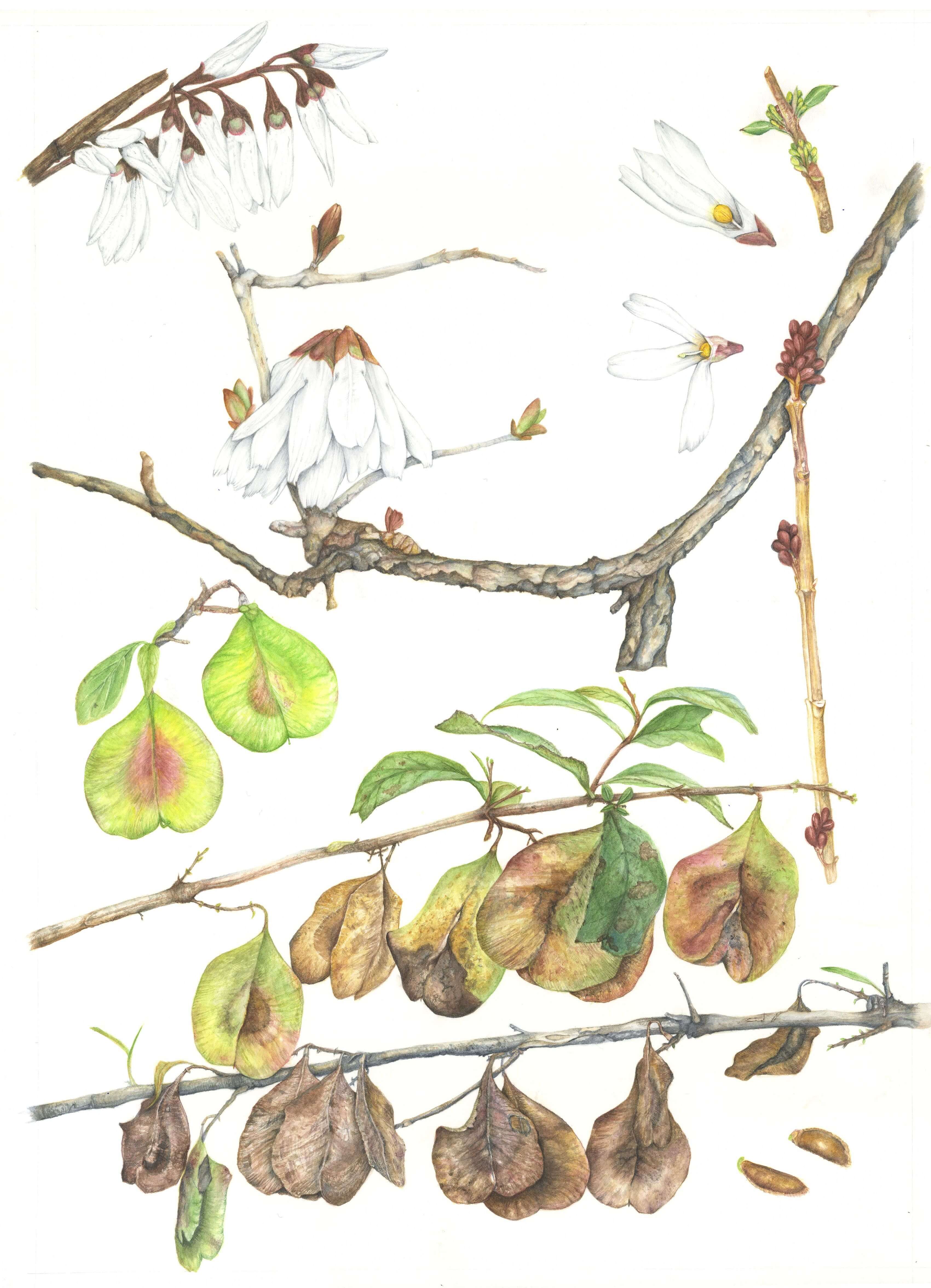 Botanical illustration of an Abeliophyllum plant by Soyoung Sin.