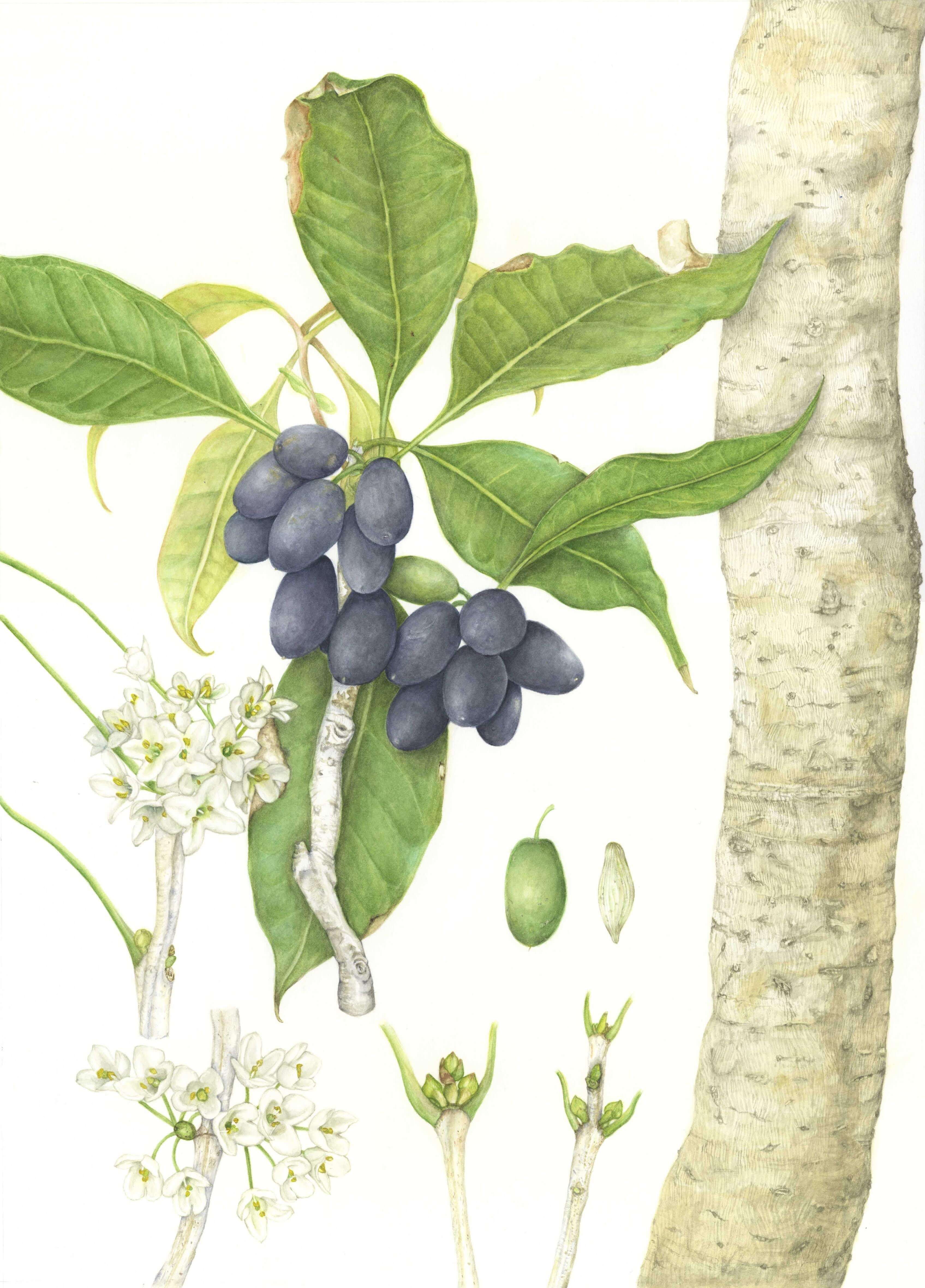 Botanical illustration of an Osmanthus plant by Soyoung Sin, Tutor at Atelier Clos Mirabel, France.