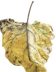 Catalpa Leaf by artist Ursula Romero, Atelier Clos Mirabel, France