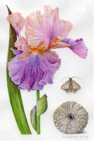 Iris by Artist Denise Walser-Kolar, tutor at Atelier Clos Mirabel, France.